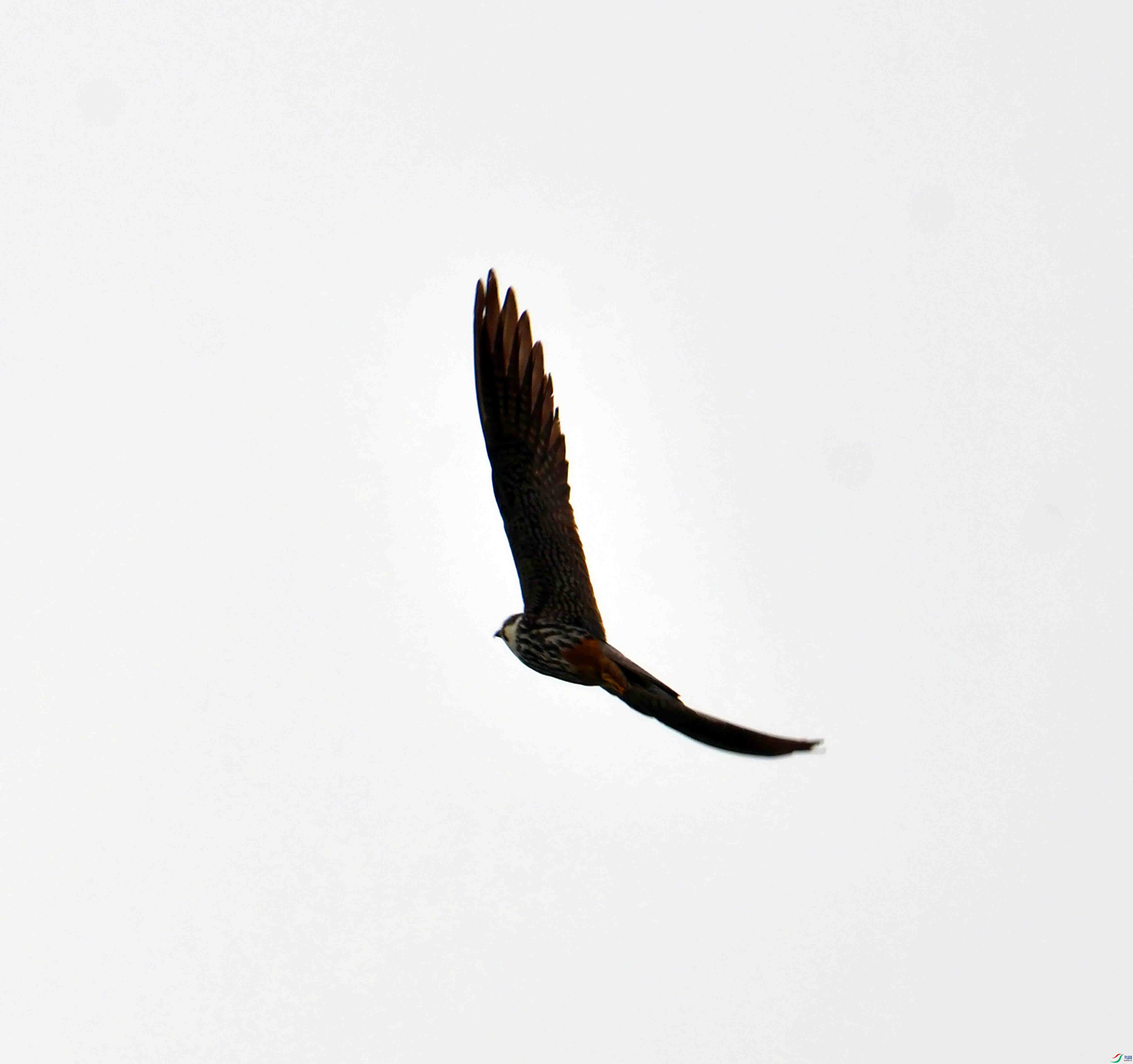 DSC_4632.JPG