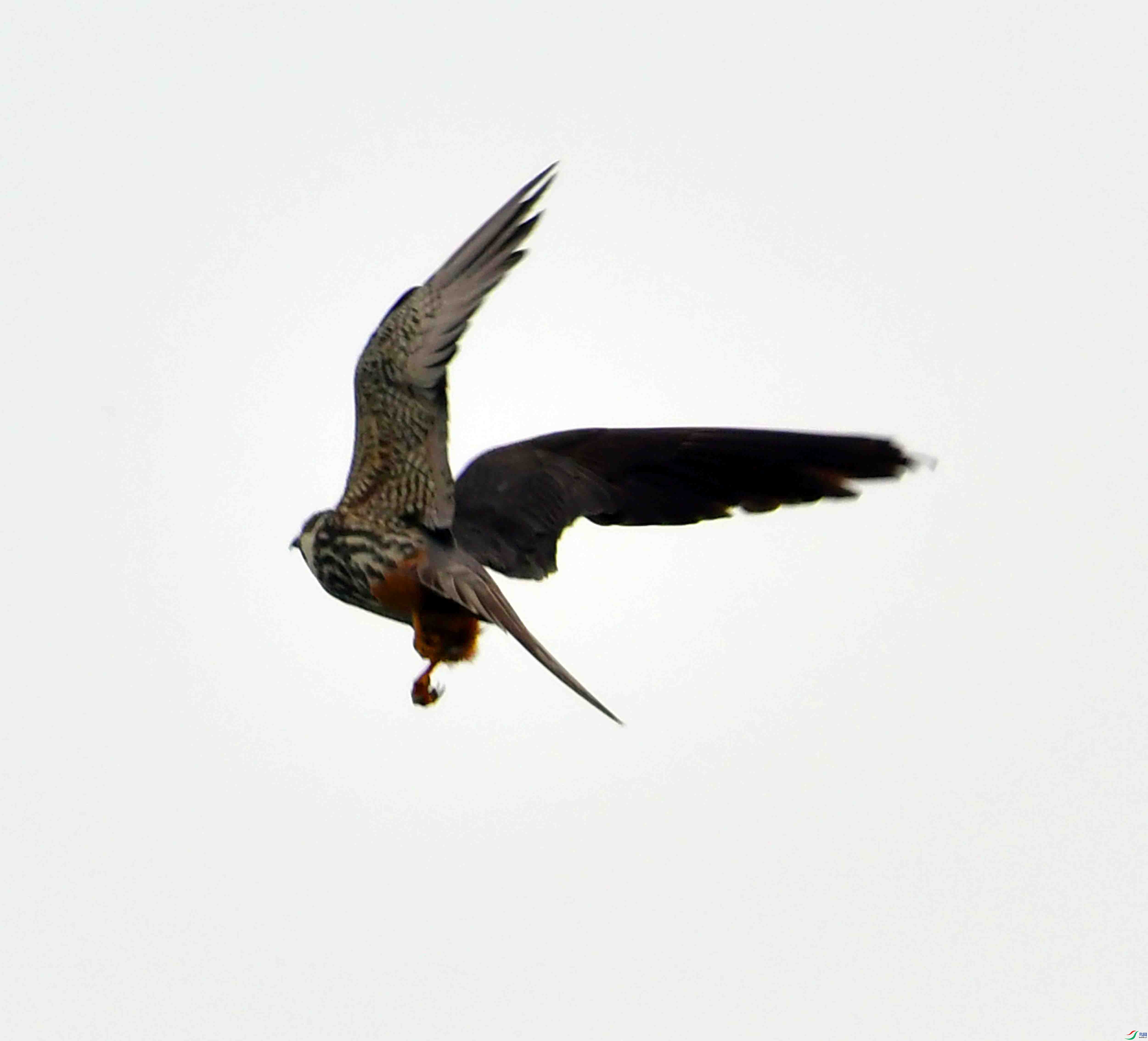 DSC_4634.JPG