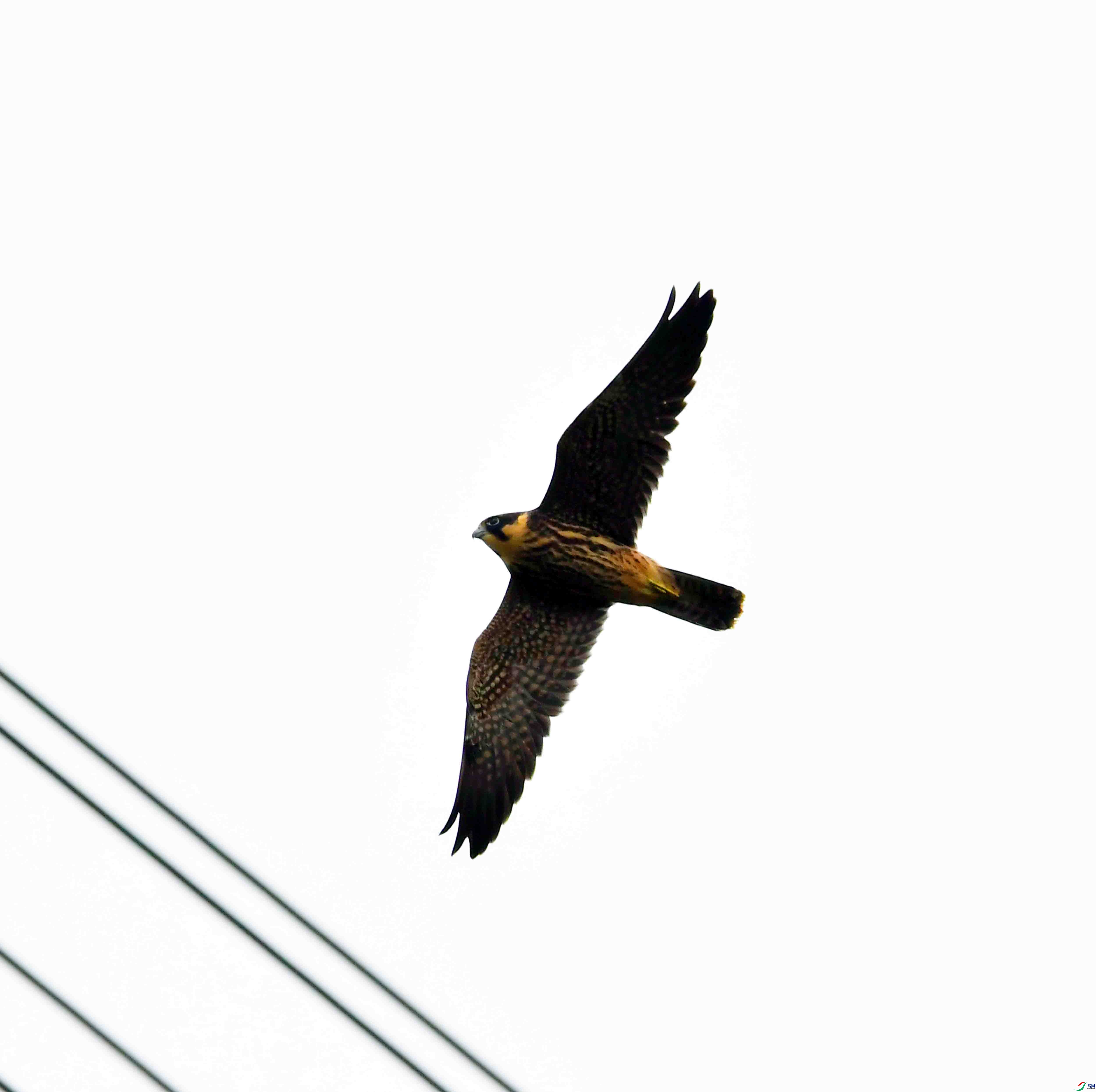 DSC_4757.JPG