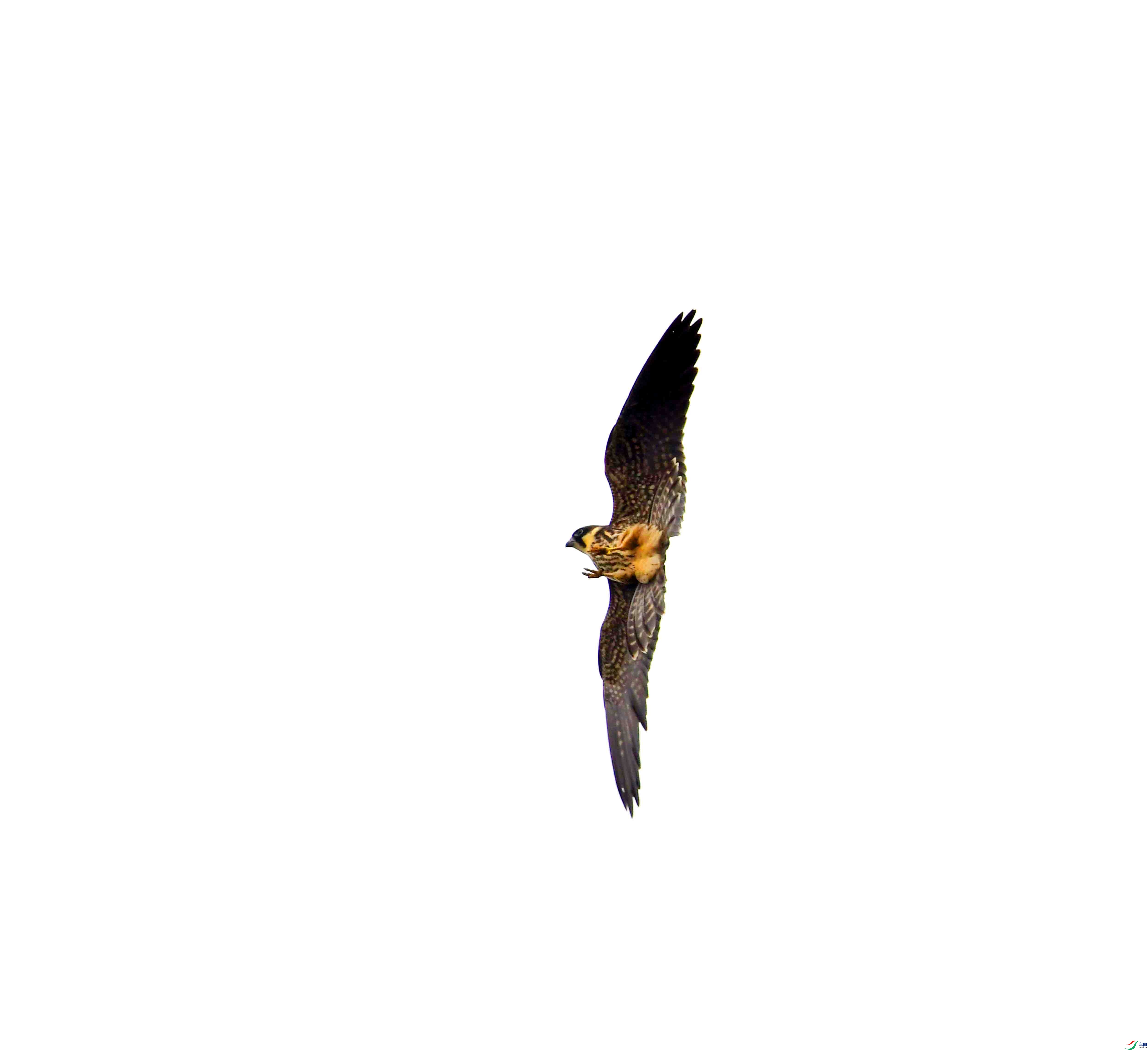 DSC_4640.JPG
