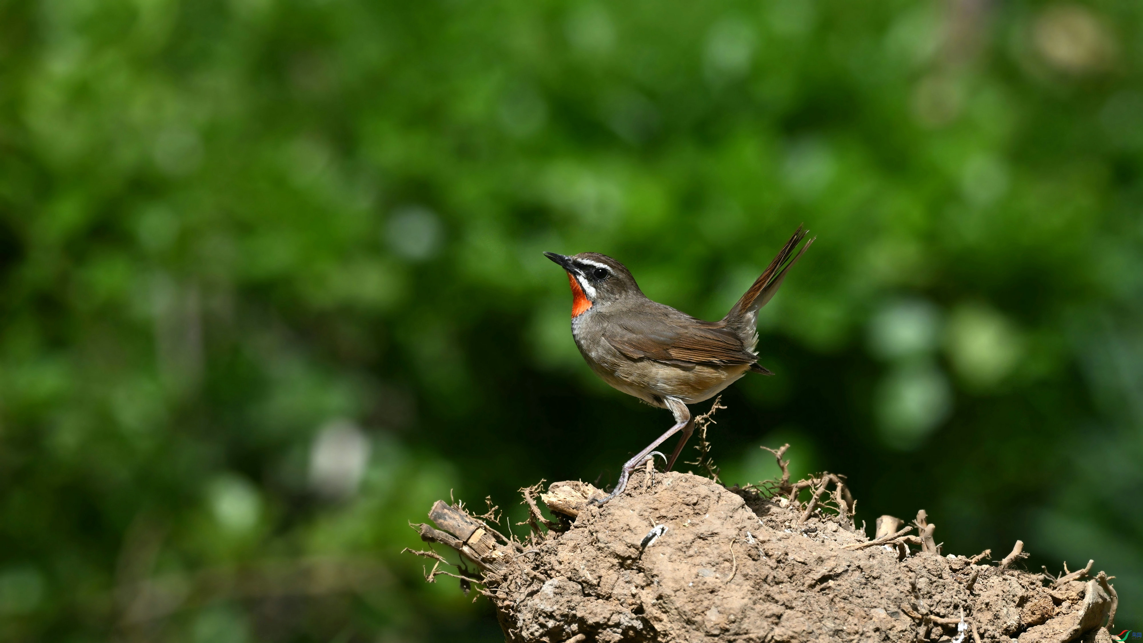 DSC_5271.JPG