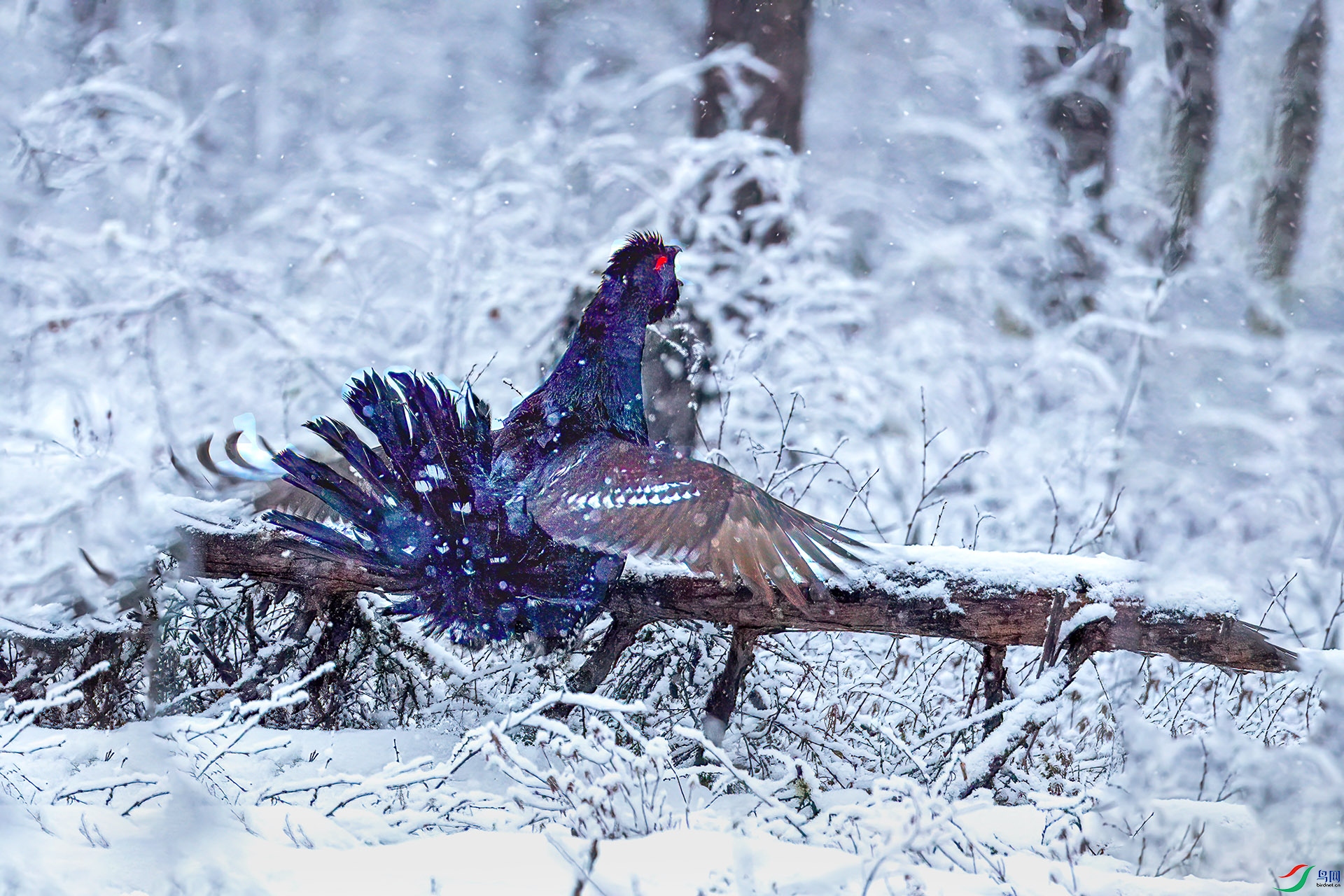 060A2637 ����-Sh--1 .jpg