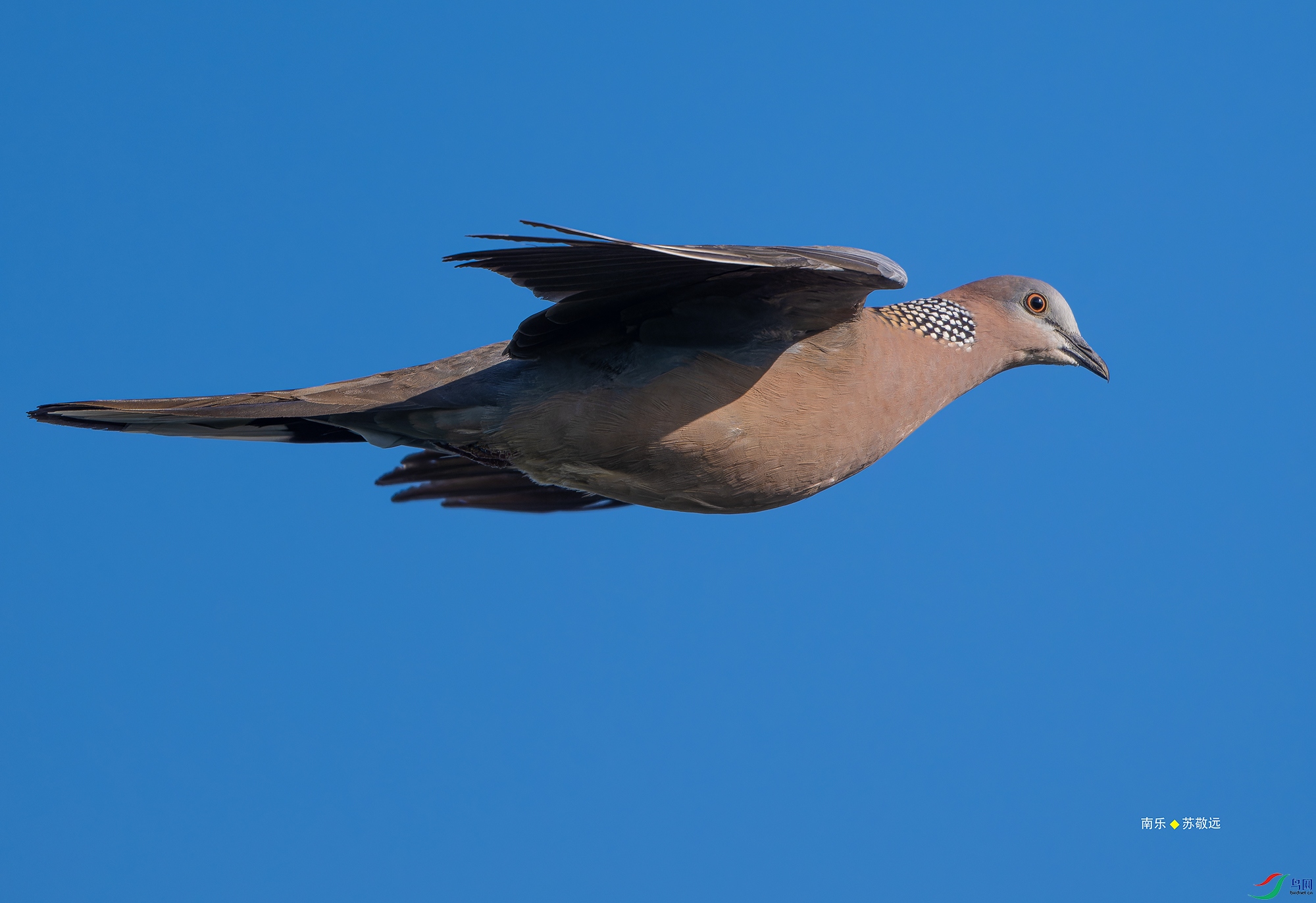 _DSC5410-NEF_DxO_С.jpg