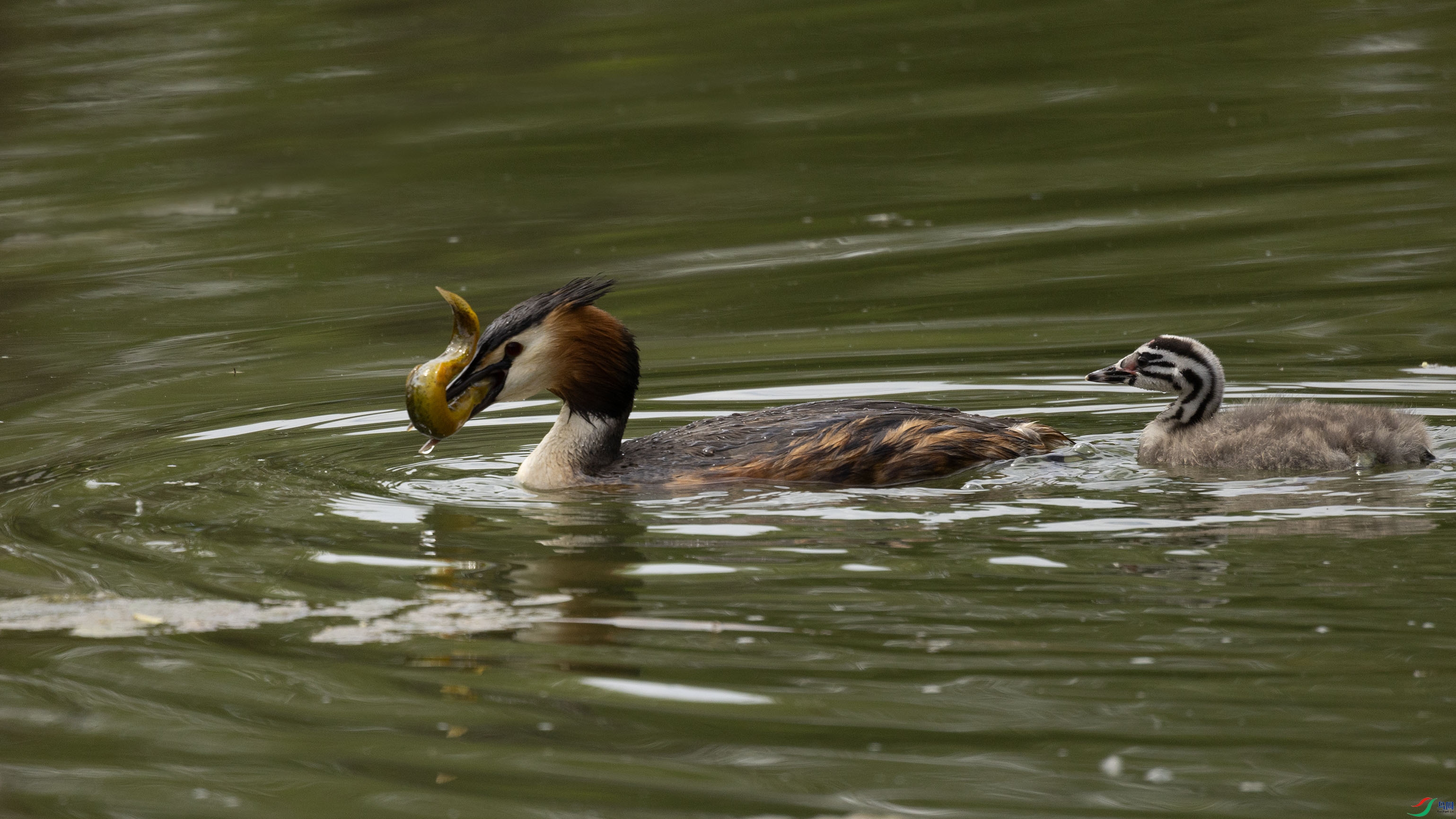 7X5A4335 ����.jpg