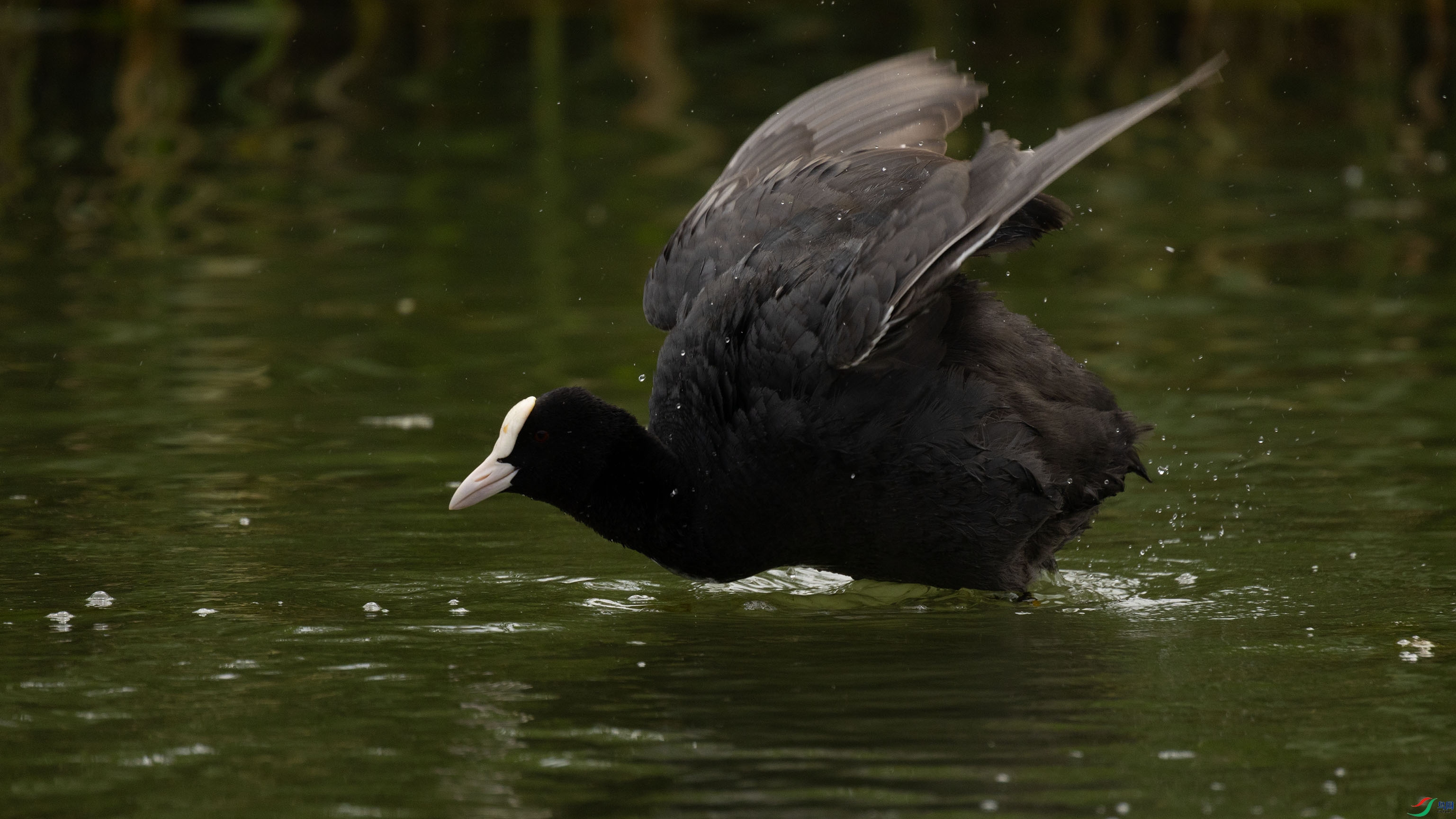 7X5A4289 ����.jpg