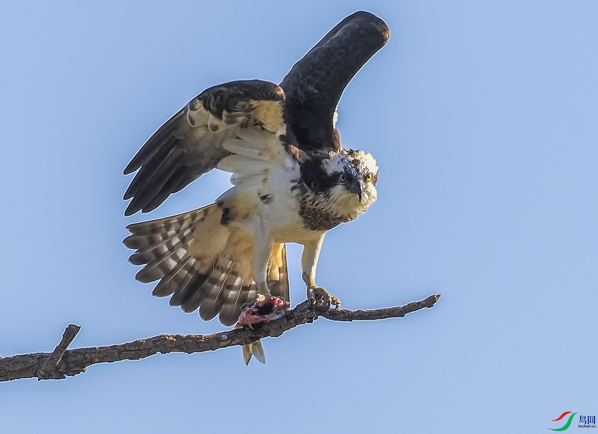 P4070675-PS-����.jpg����_1.jpg