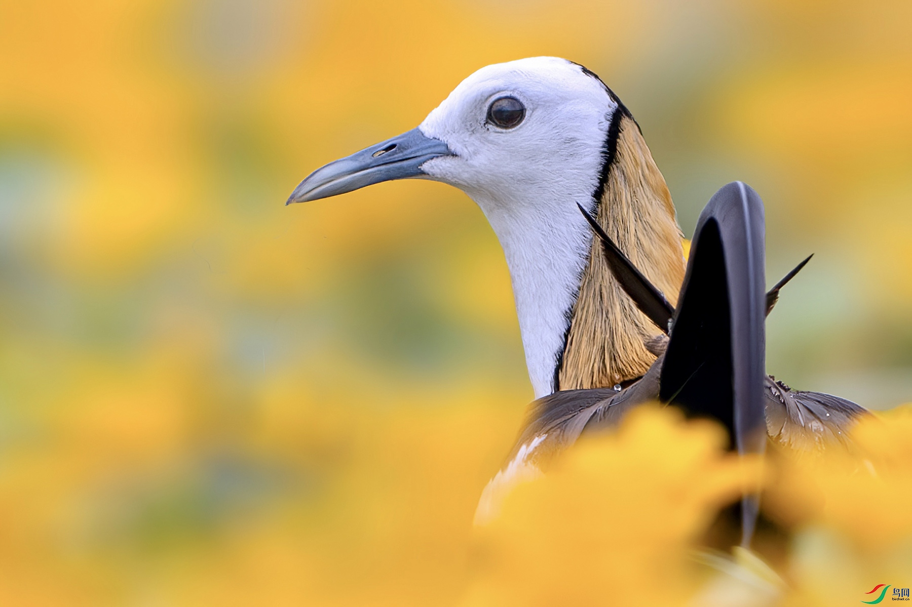 DSC_2464-����ǿ-NR 2.jpg