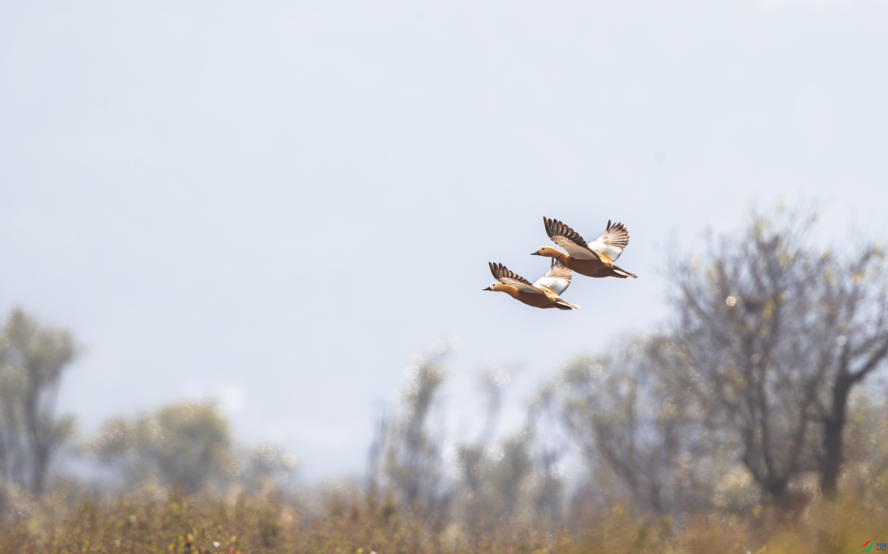 A15I0691-����ǿ-NR ����.jpg