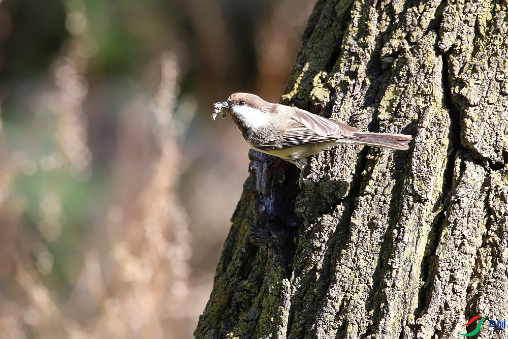 DPP_013.JPG