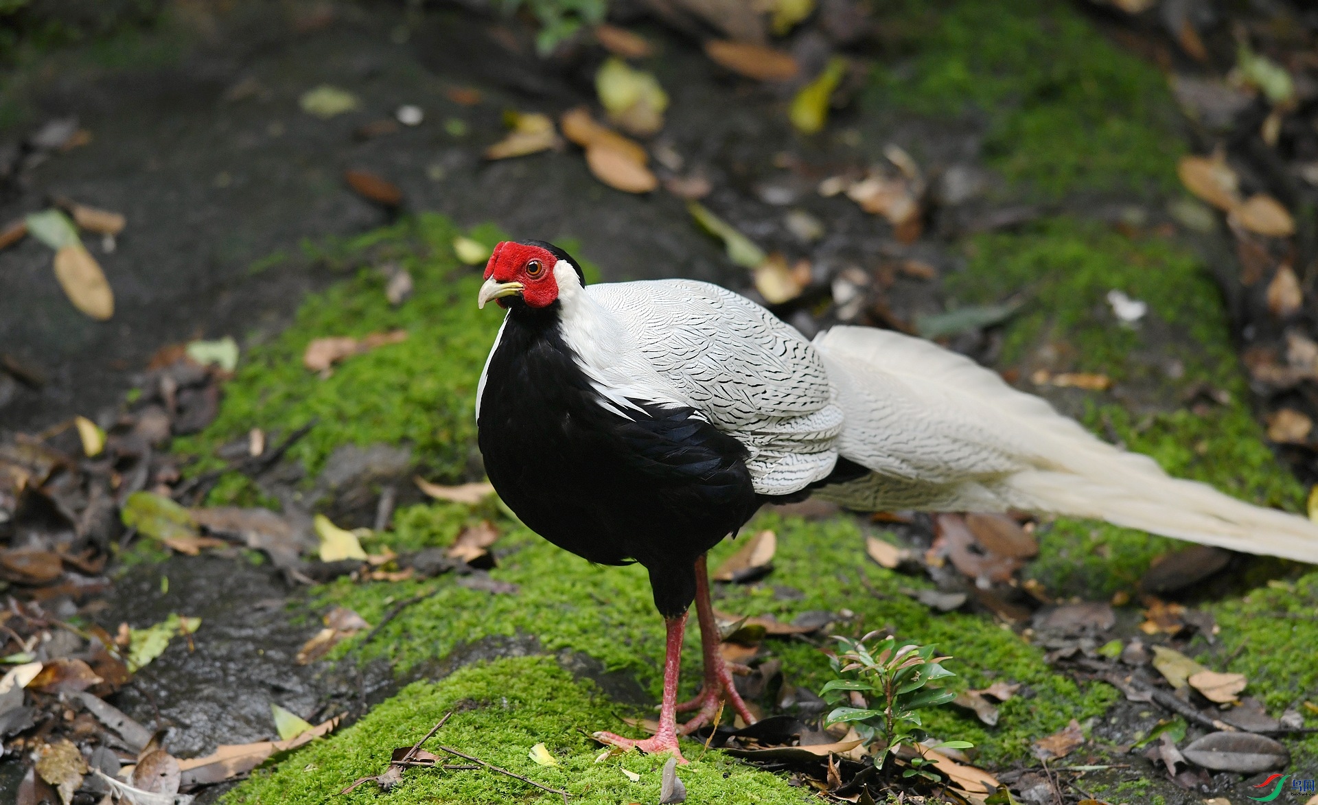 DSC_0425.jpg