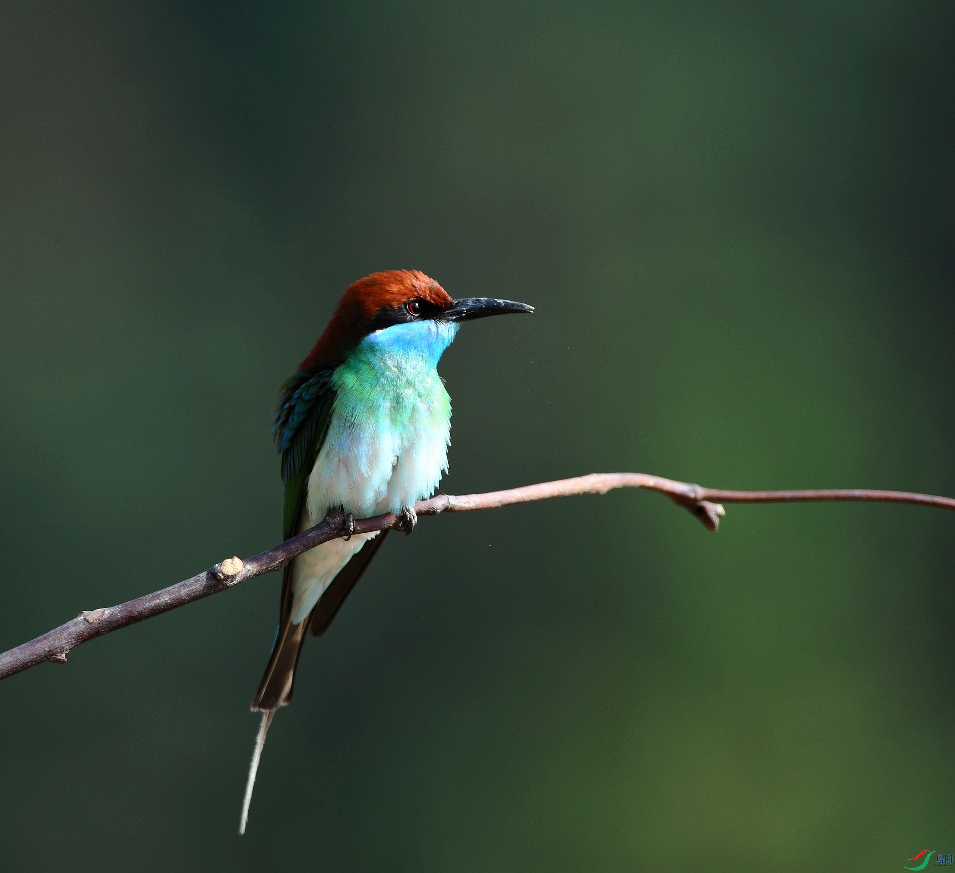 DSC_9520.jpg
