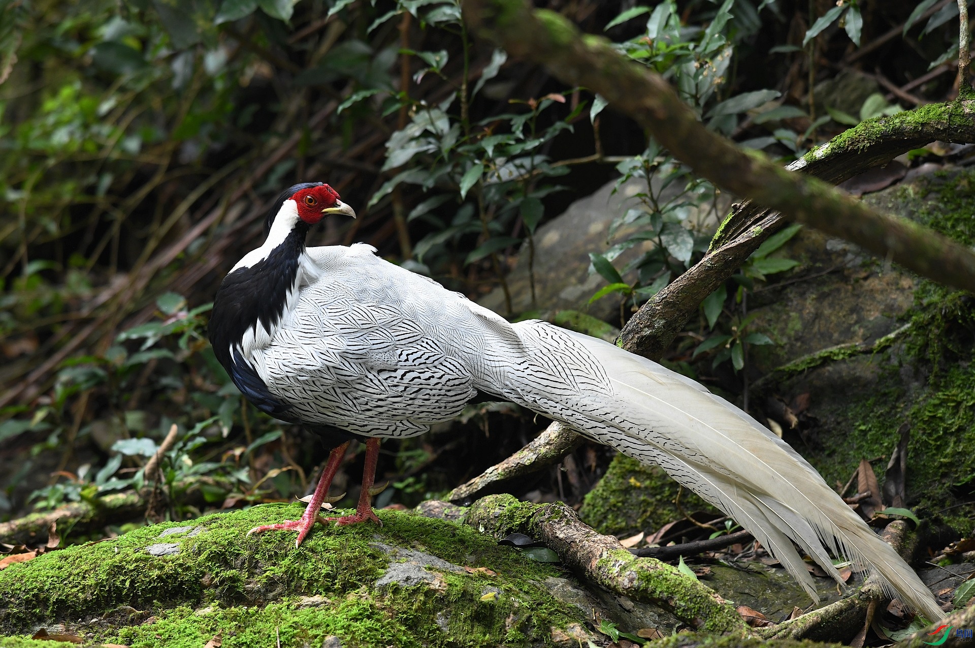 DSC_9628.jpg