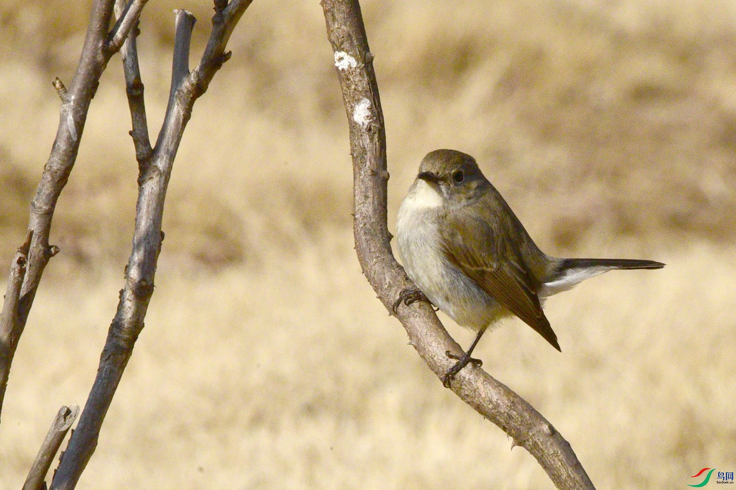 DSC_1831.JPG