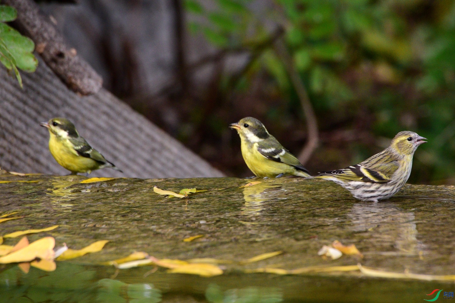 DSC_6495.JPG