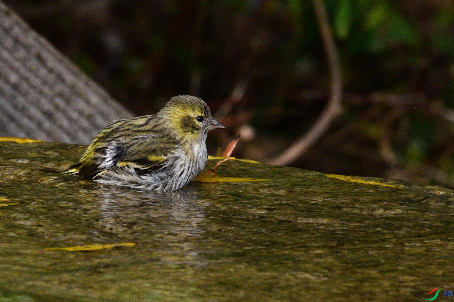 DSC_6439.JPG