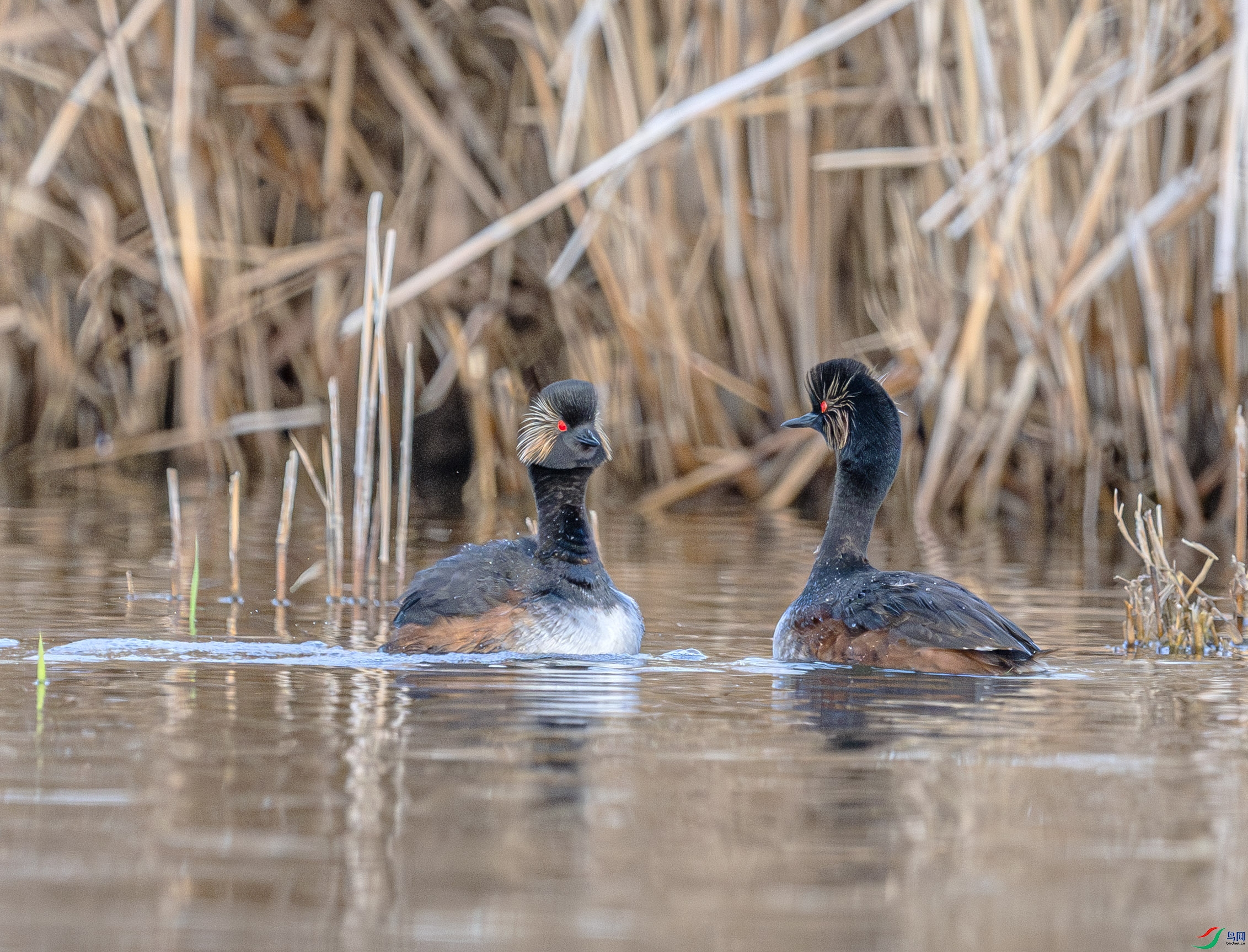 DSC_2227-����ǿ-NR ����.jpg