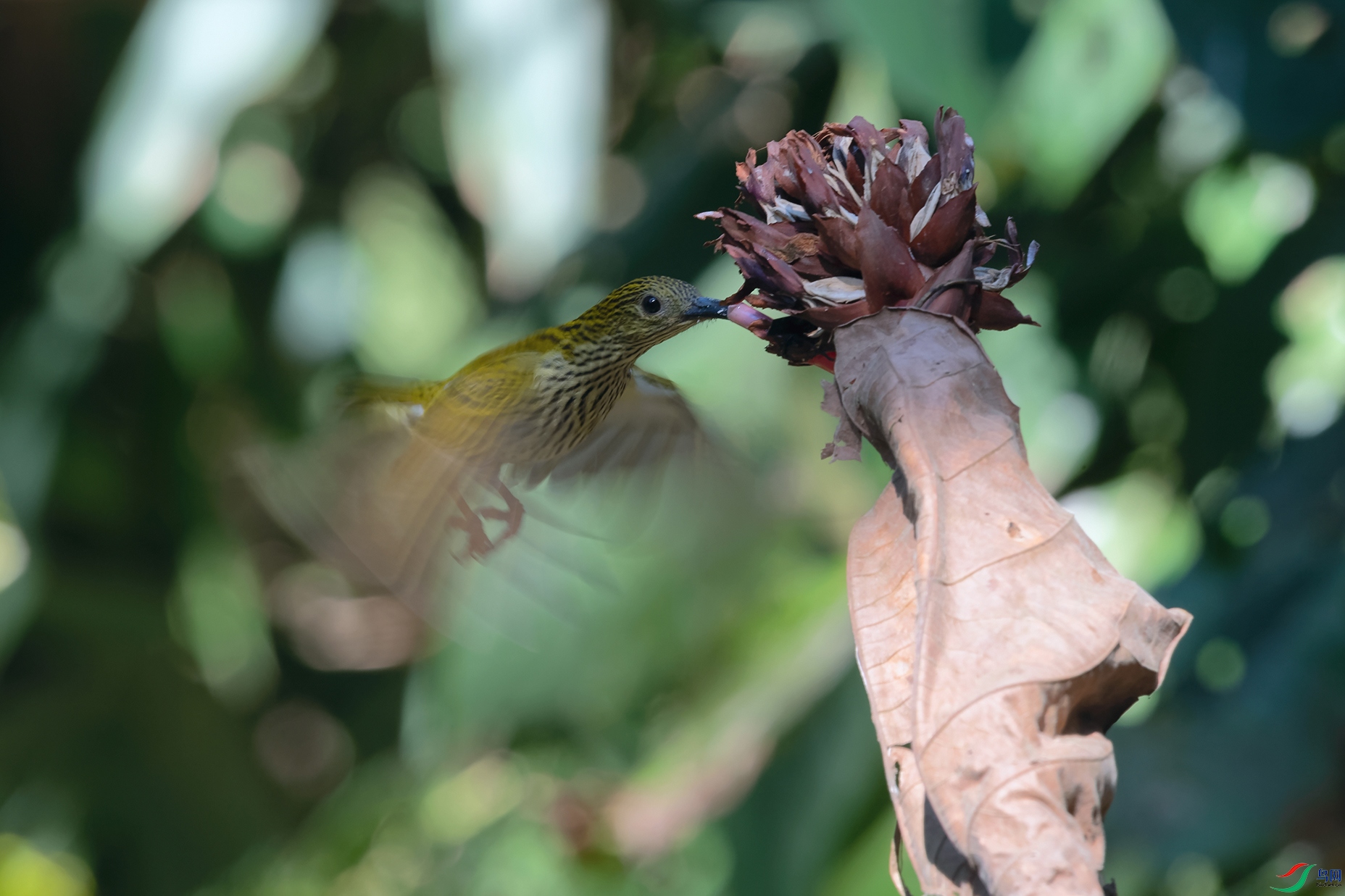 5DSC_6763_DxOa.jpg