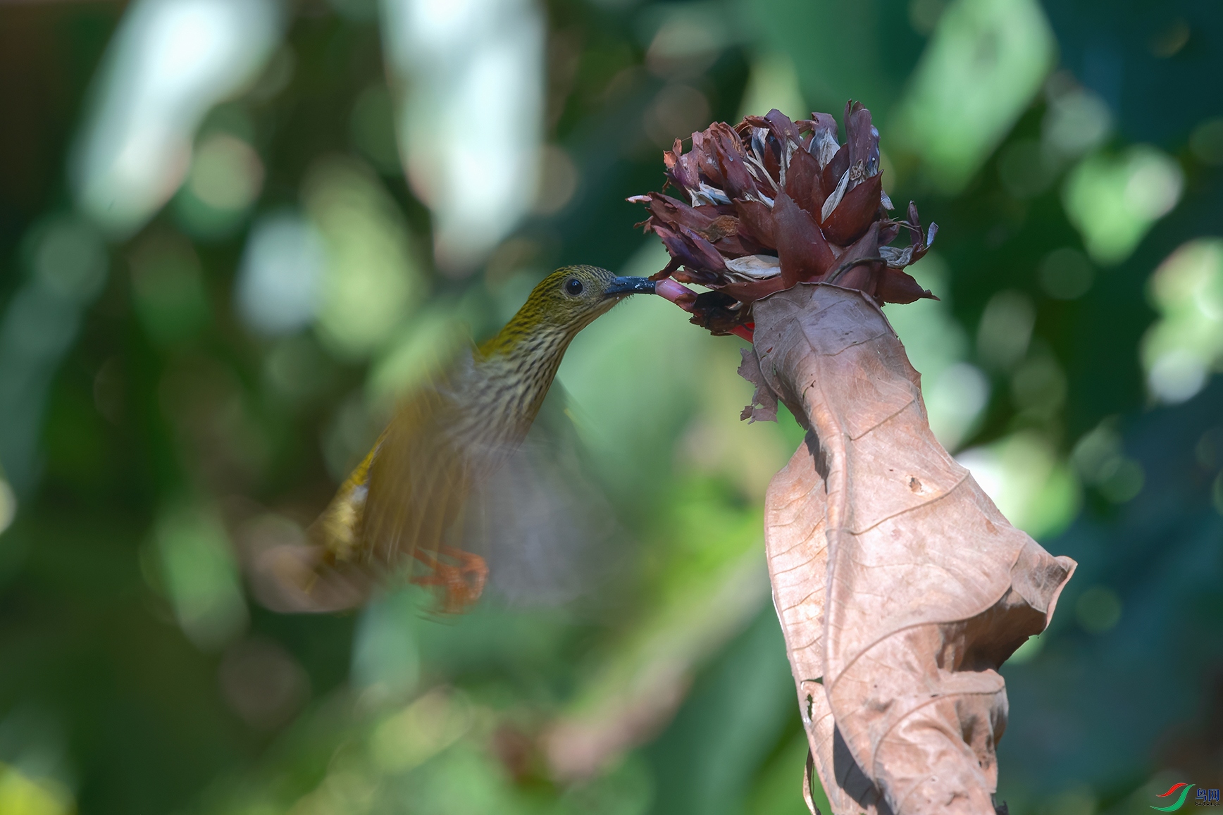 DSC_6755_DxOa.jpg