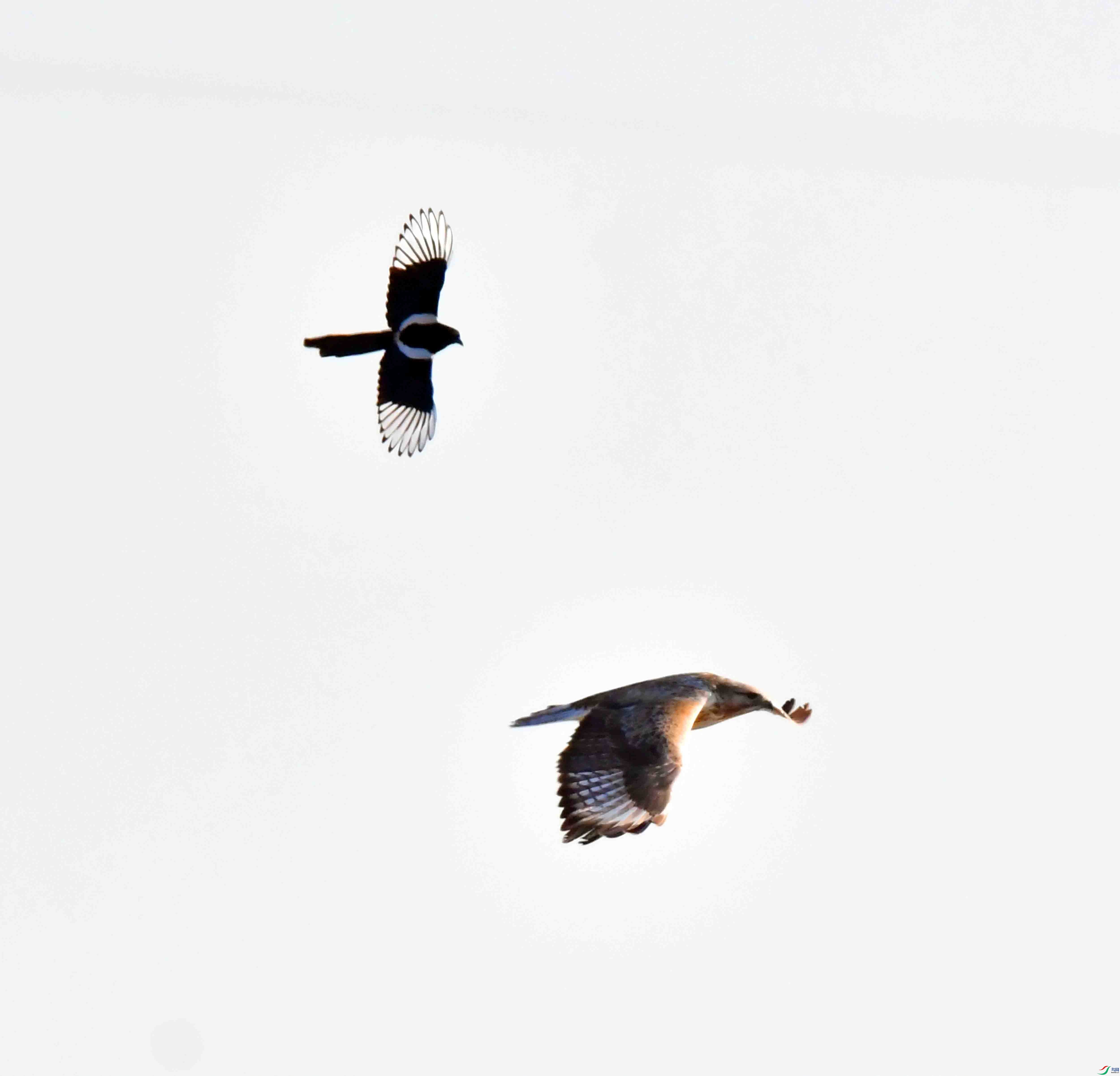 DSC_9080.JPG