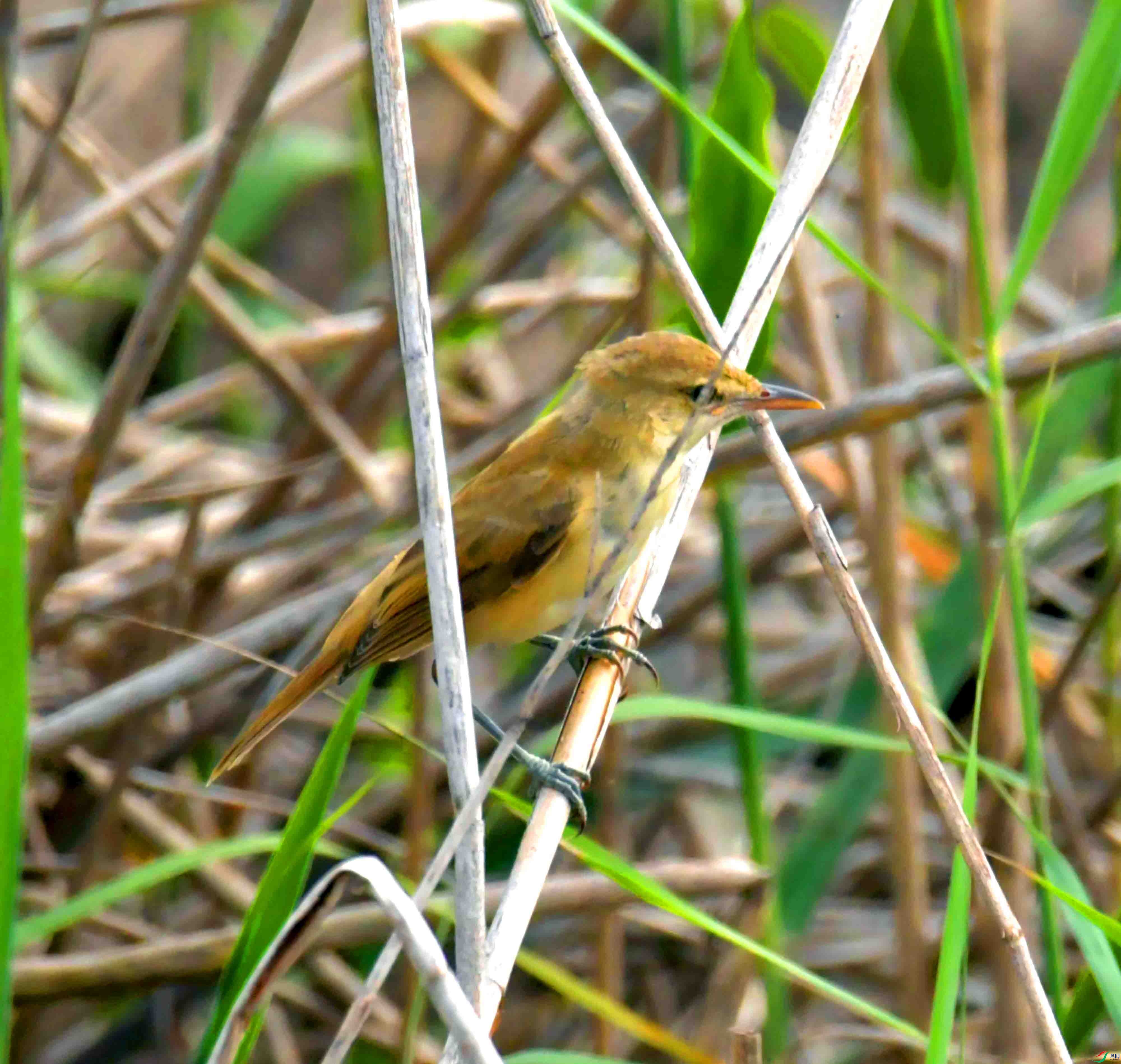 DSC_6283.JPG