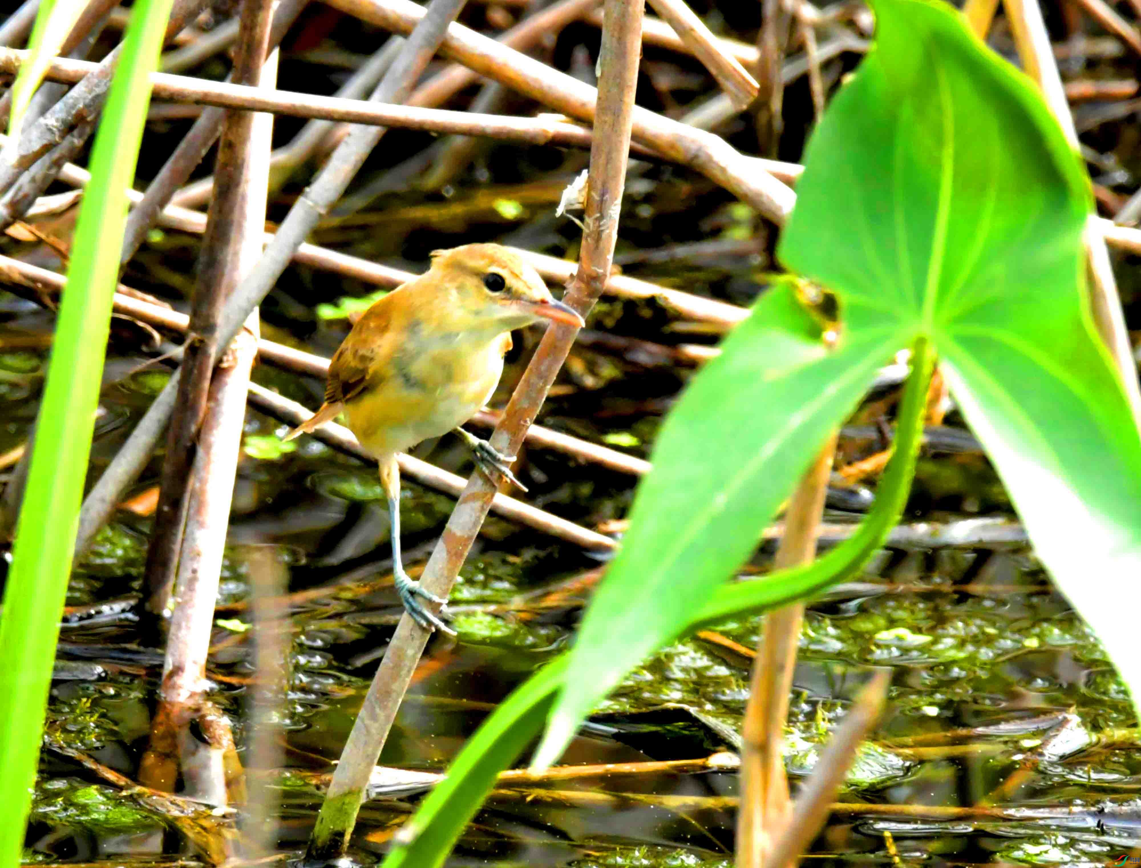 DSC_6319.JPG