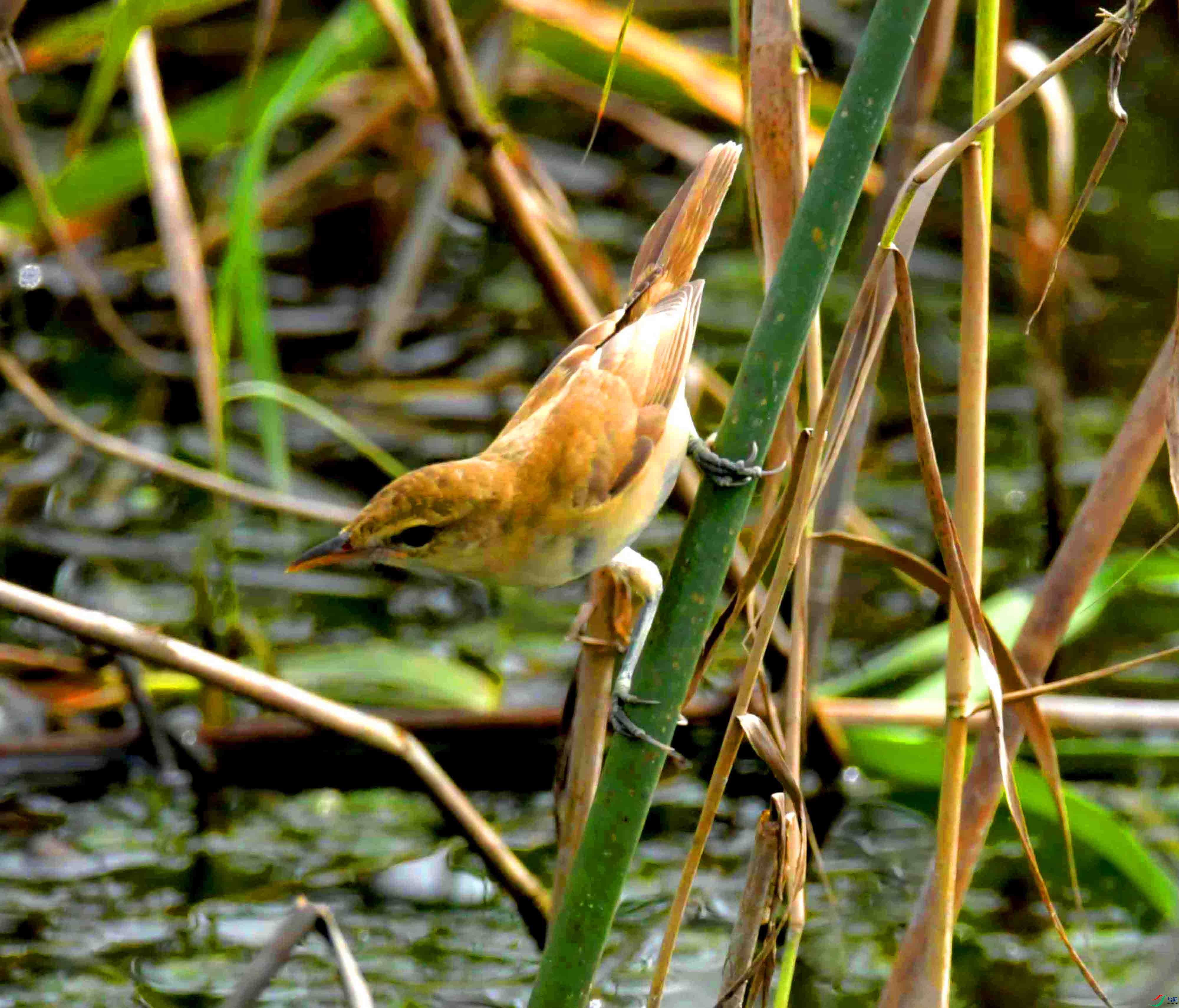 DSC_6339.JPG