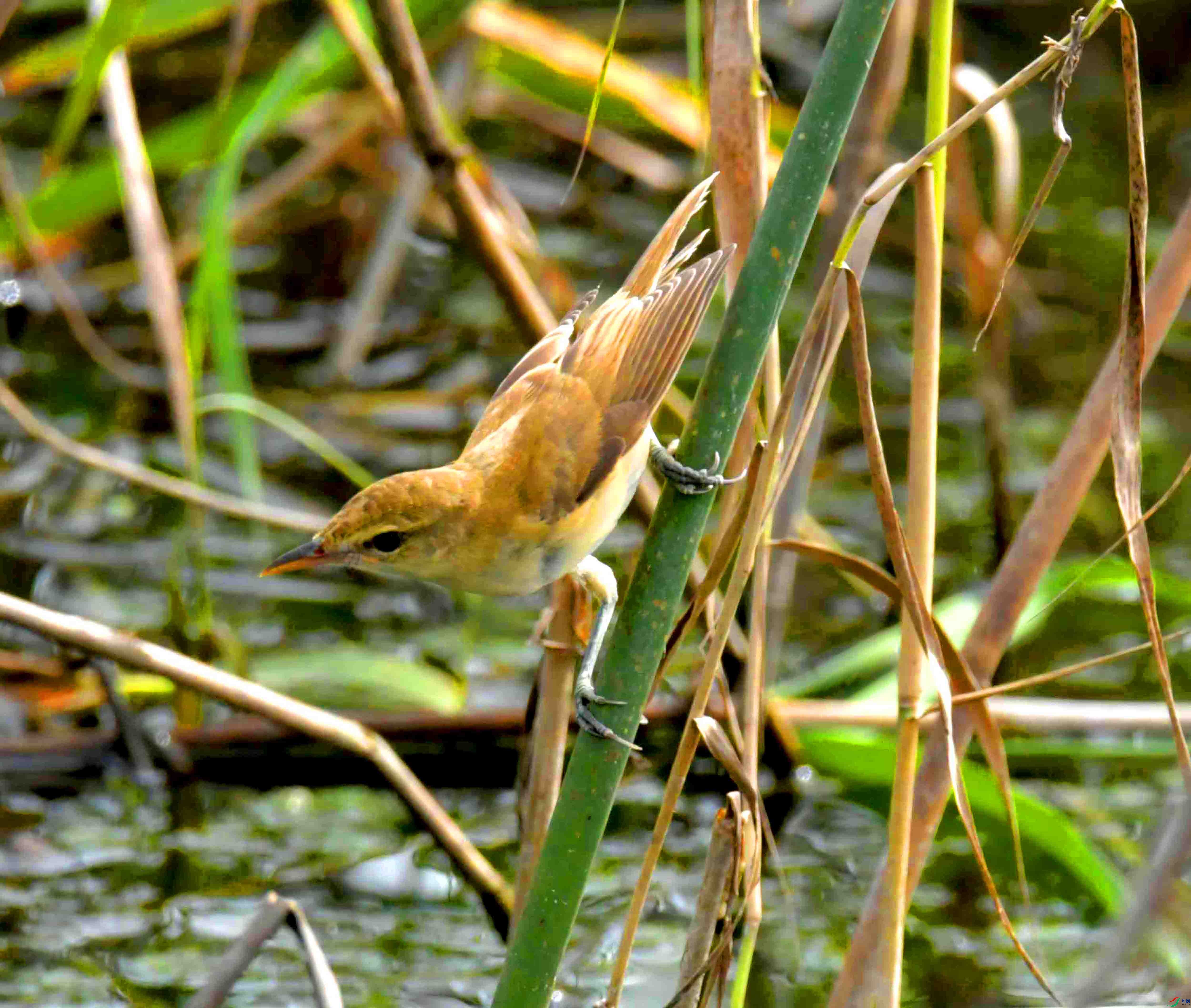DSC_6338.JPG