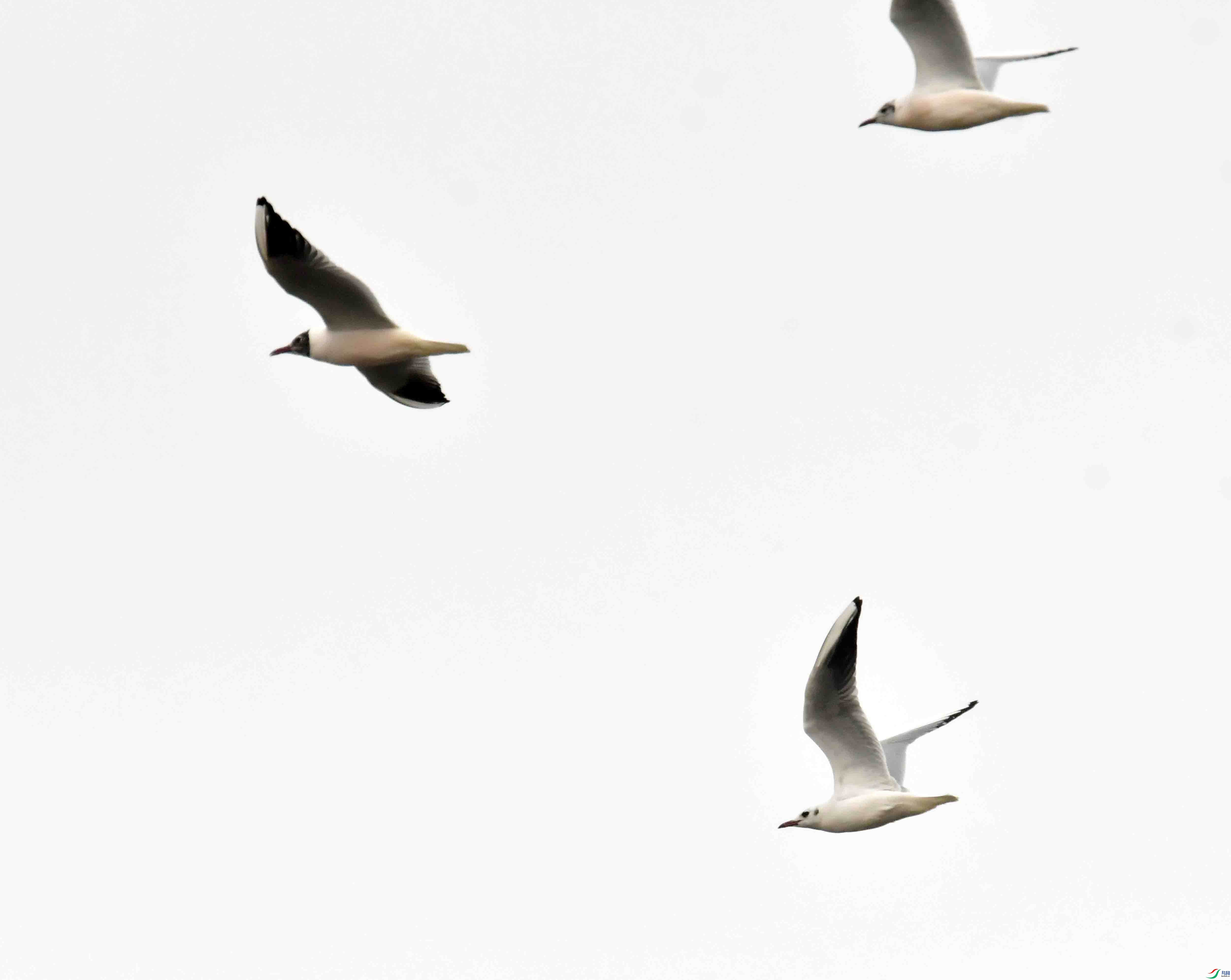 DSC_1060.JPG