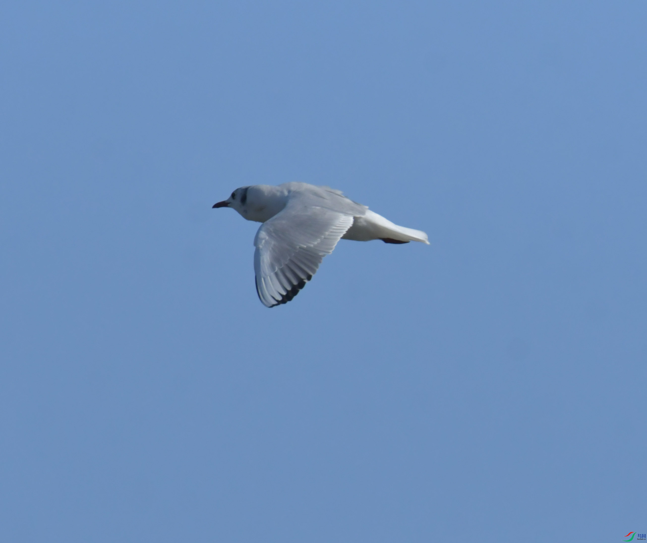 DSC_1184.JPG