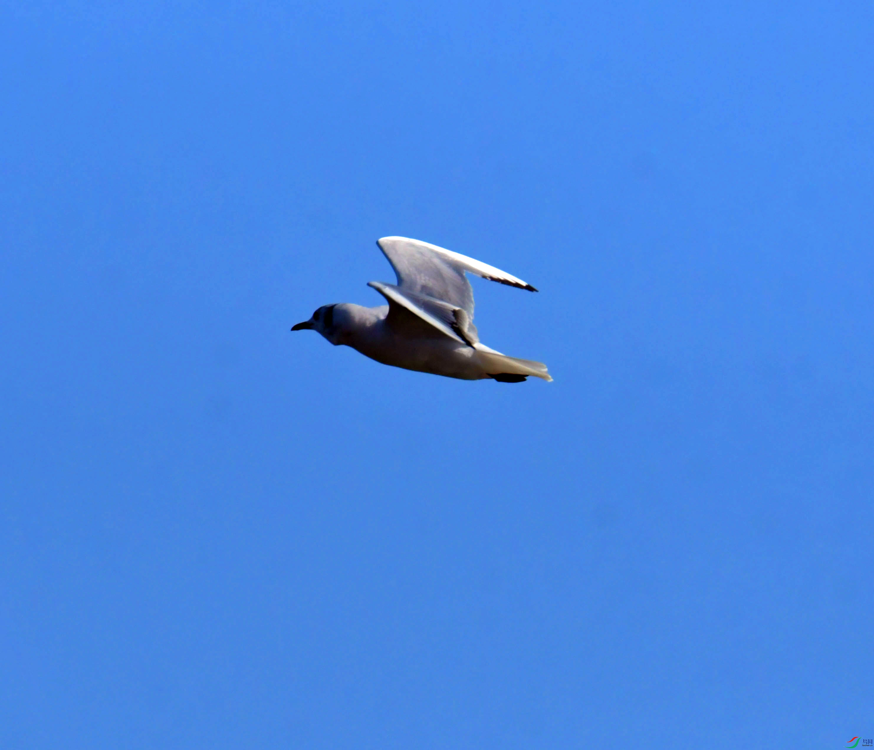 DSC_1185.JPG