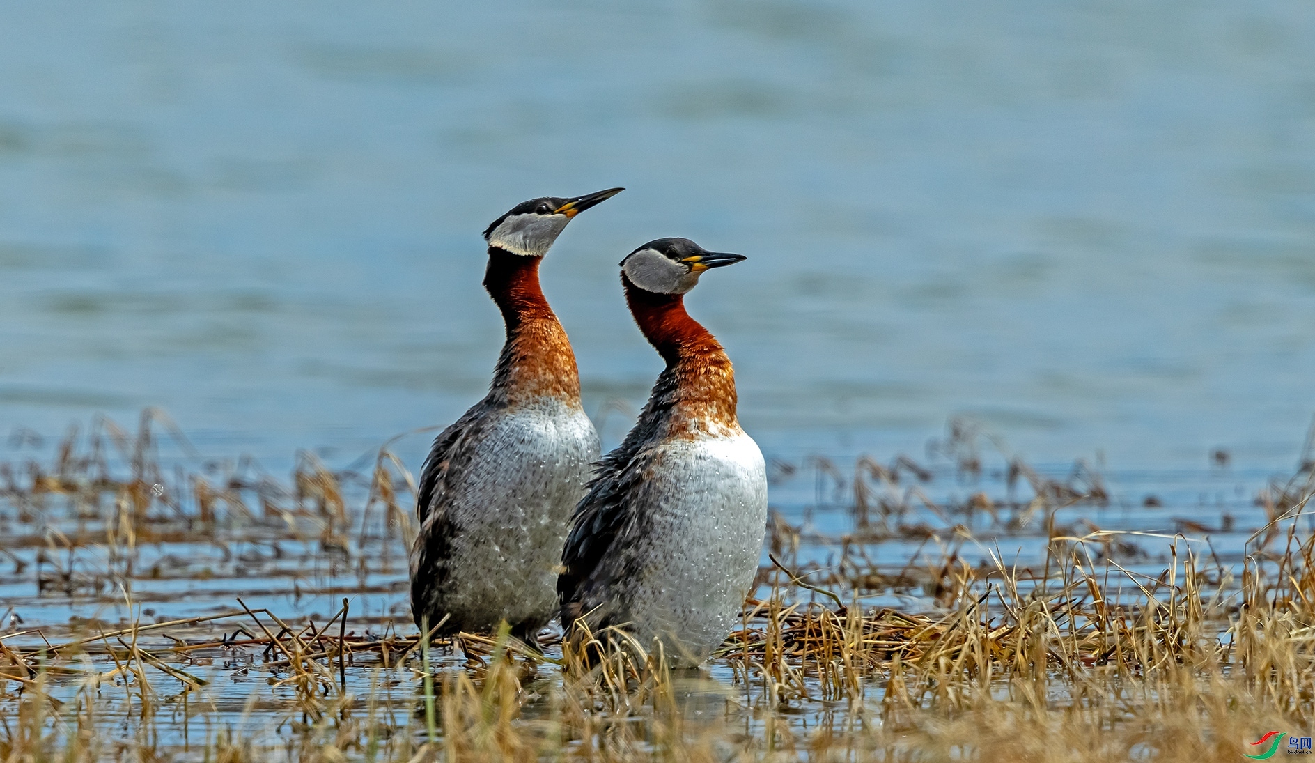 5.14���������ʦ��Ʒ   �ྱ�G�f��ף���ٻ����������.jpg