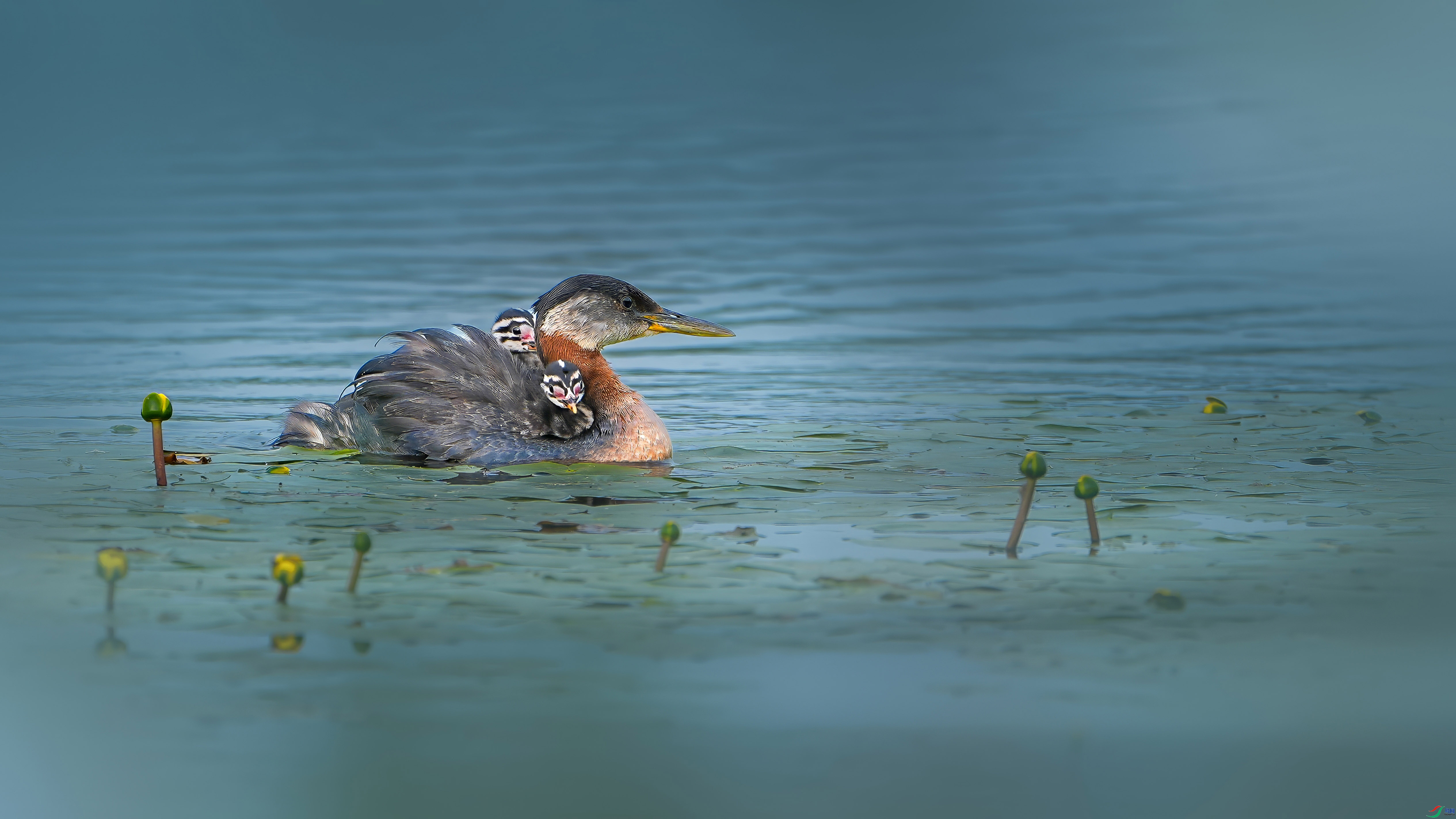 5.15����������ʦ��Ʒ   ����ҡ�� ��ף���ٻ����������.jpg