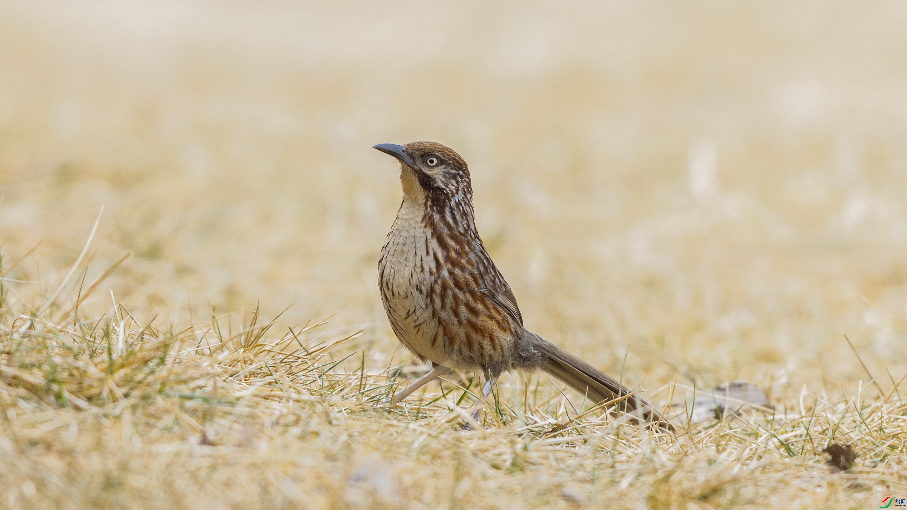 _O7A2799 ��666.jpg