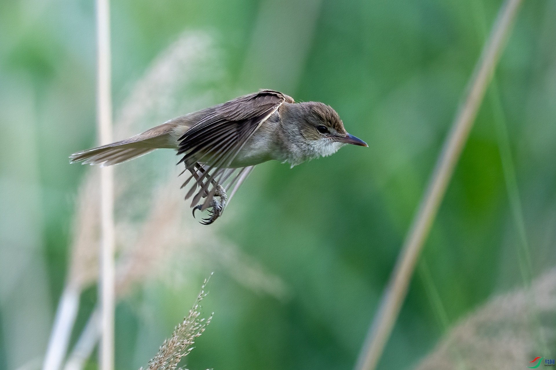 _DSC1740-.jpg