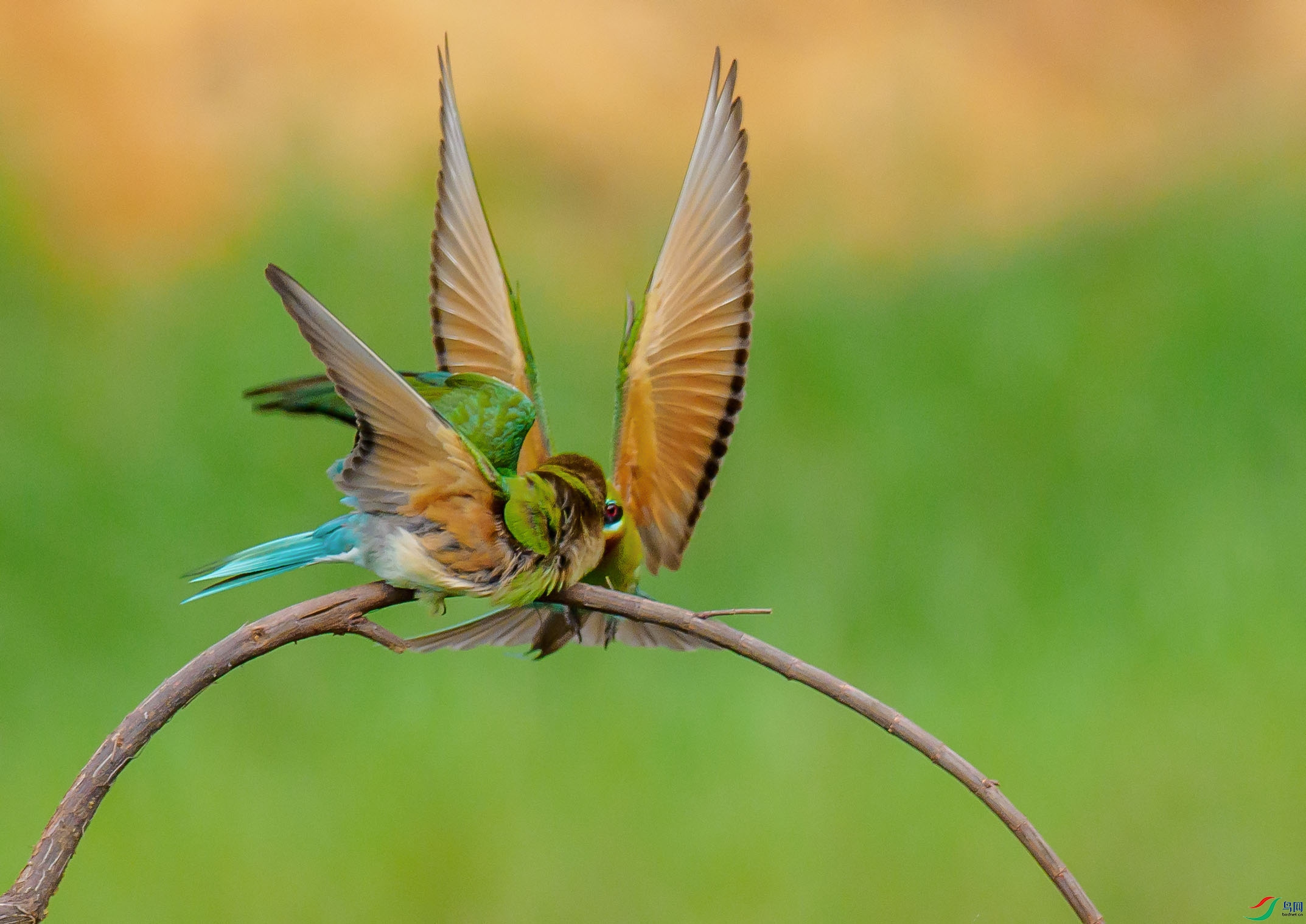 P4210500 --�仢--3.jpg