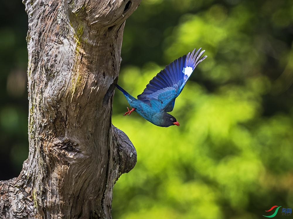 _L4I9511-����ǿ-NR������-���� ����.jpg