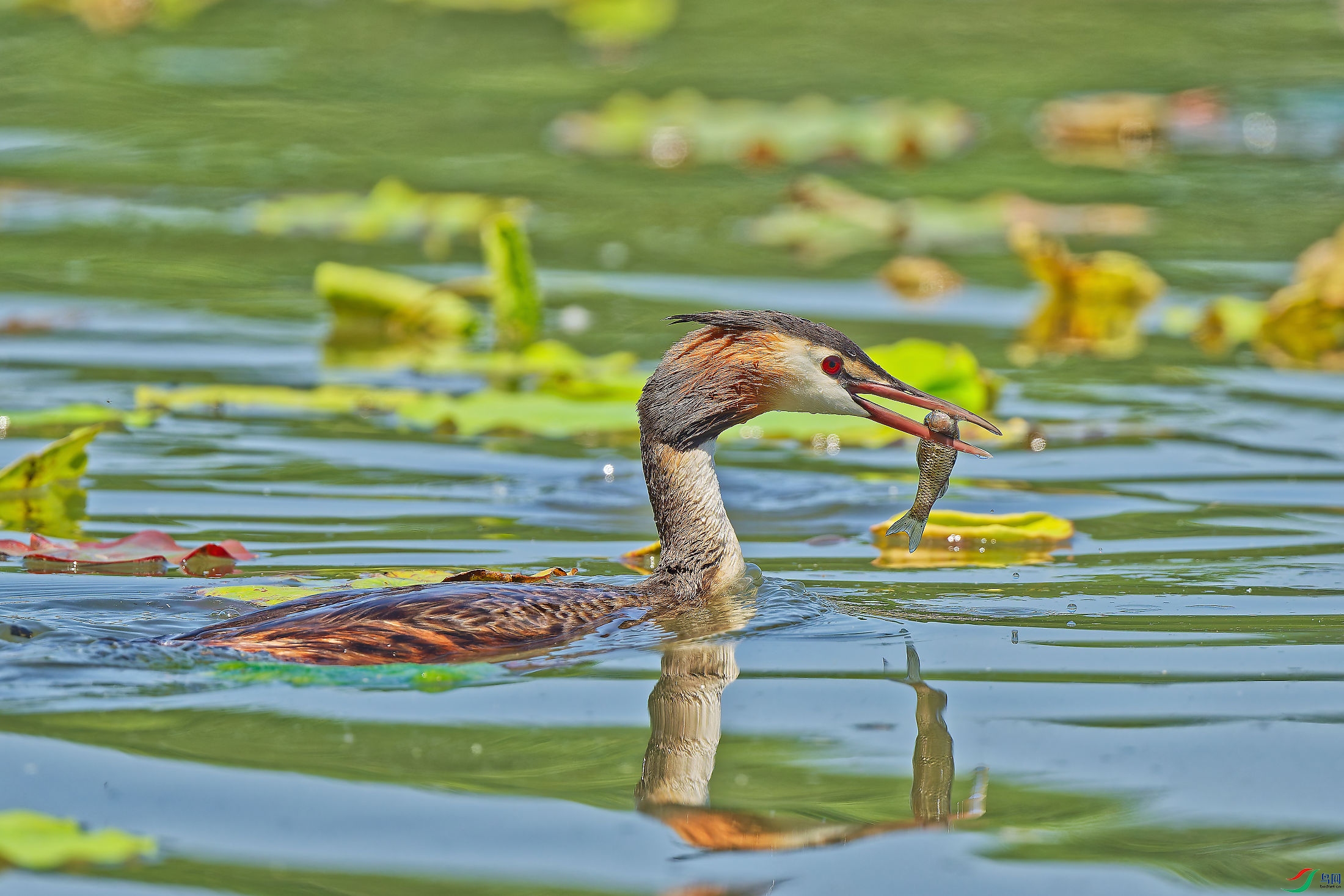 DSC_0619_DXO_DXO.jpg