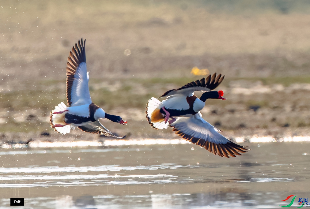 ׷���ٻ�������������Ŀ���  25.png