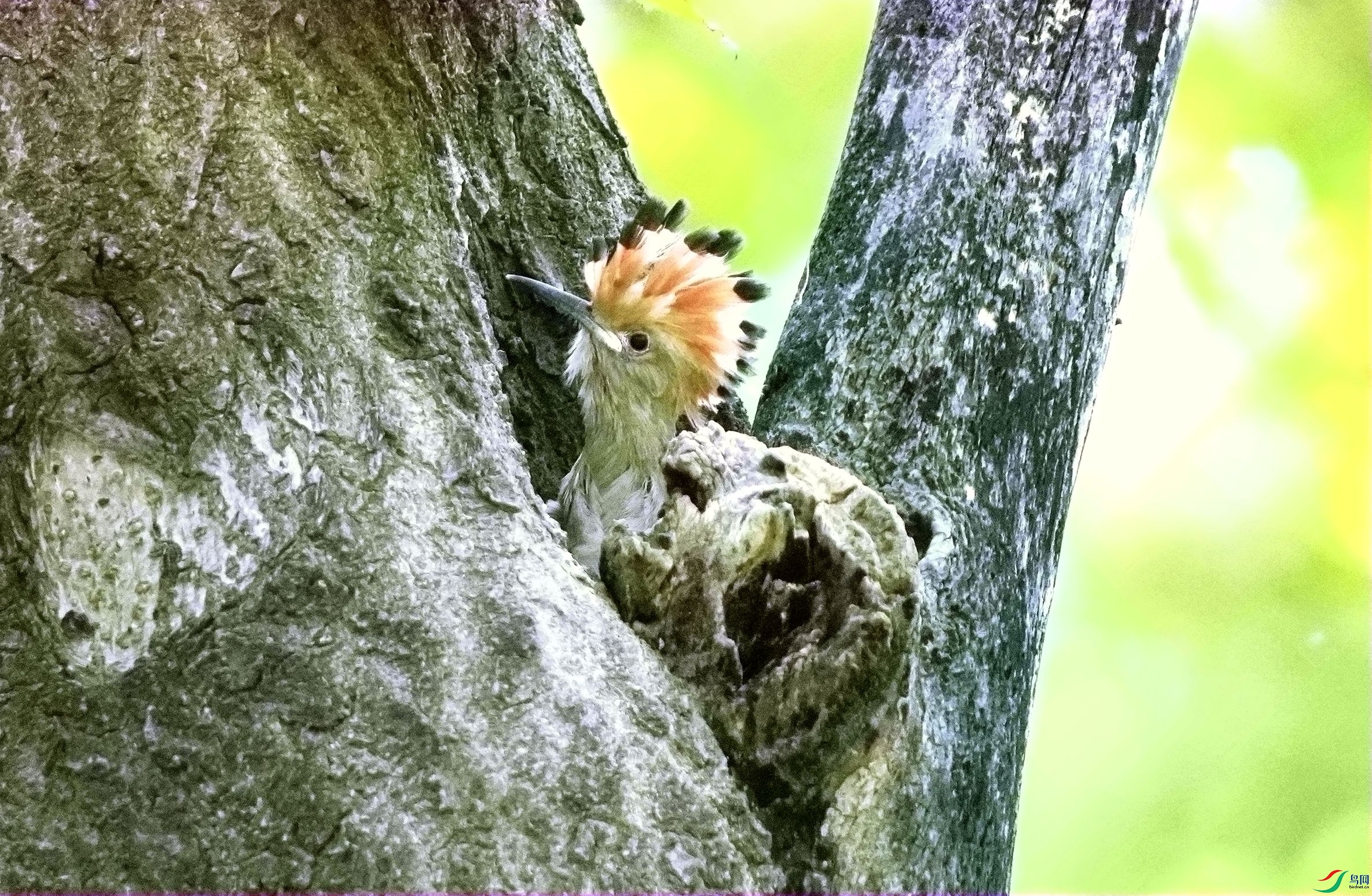 ��ĸ��ʳ��DSC03790_����.jpg