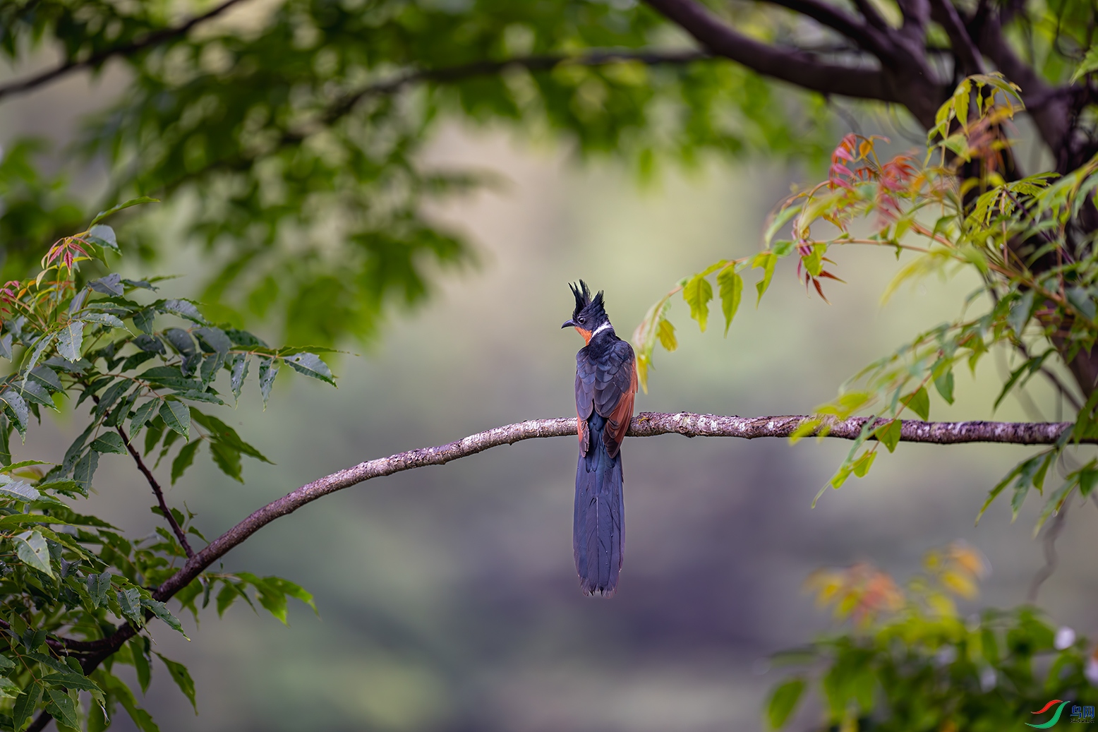 DSC_6149-����ǿ-NR ���� 2.jpg