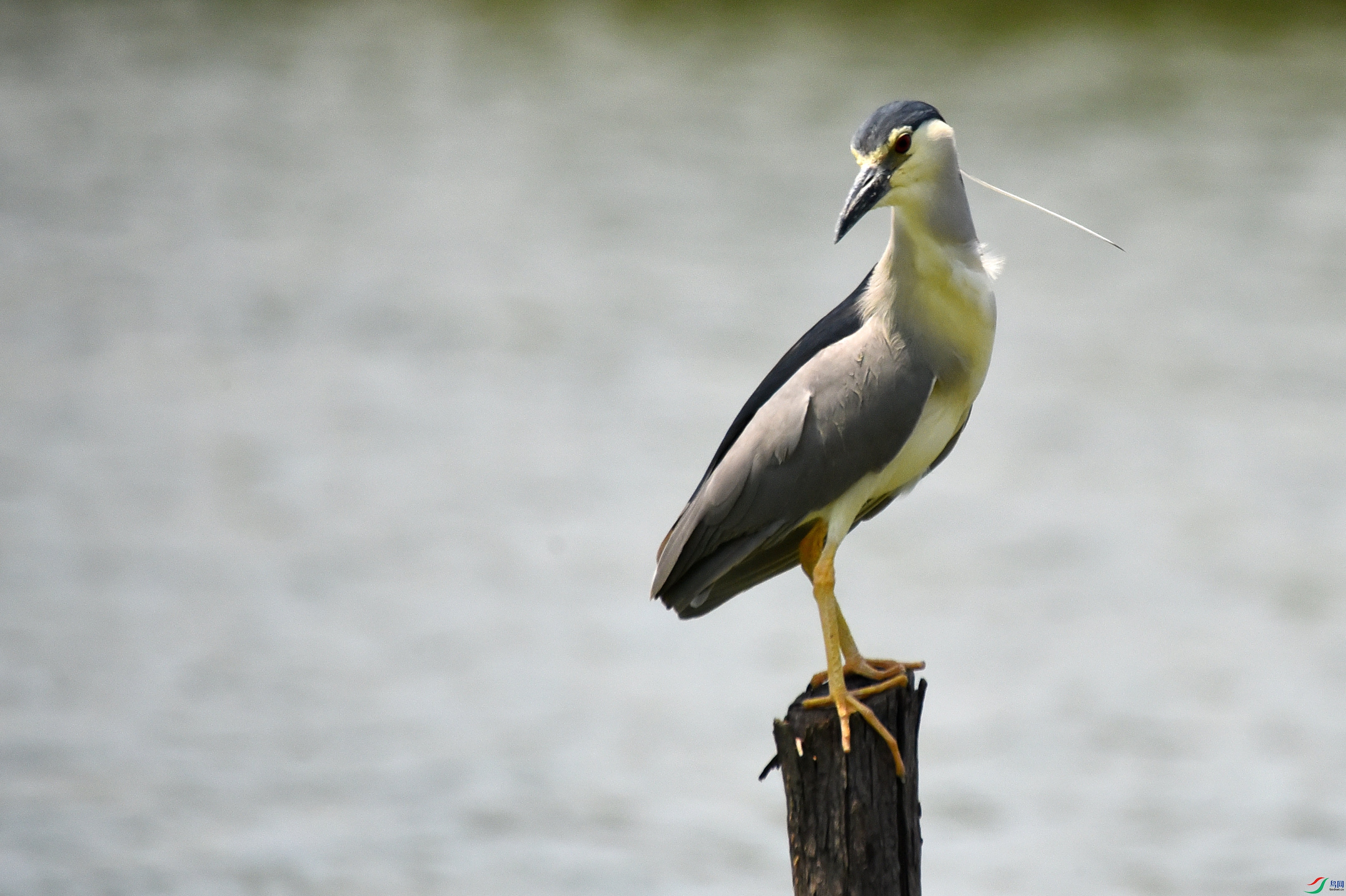 DSC_1524.JPG