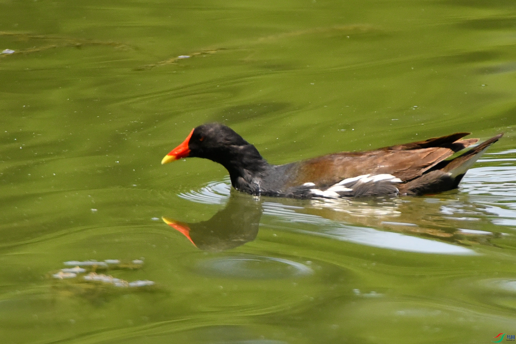 DSC_1685.JPG