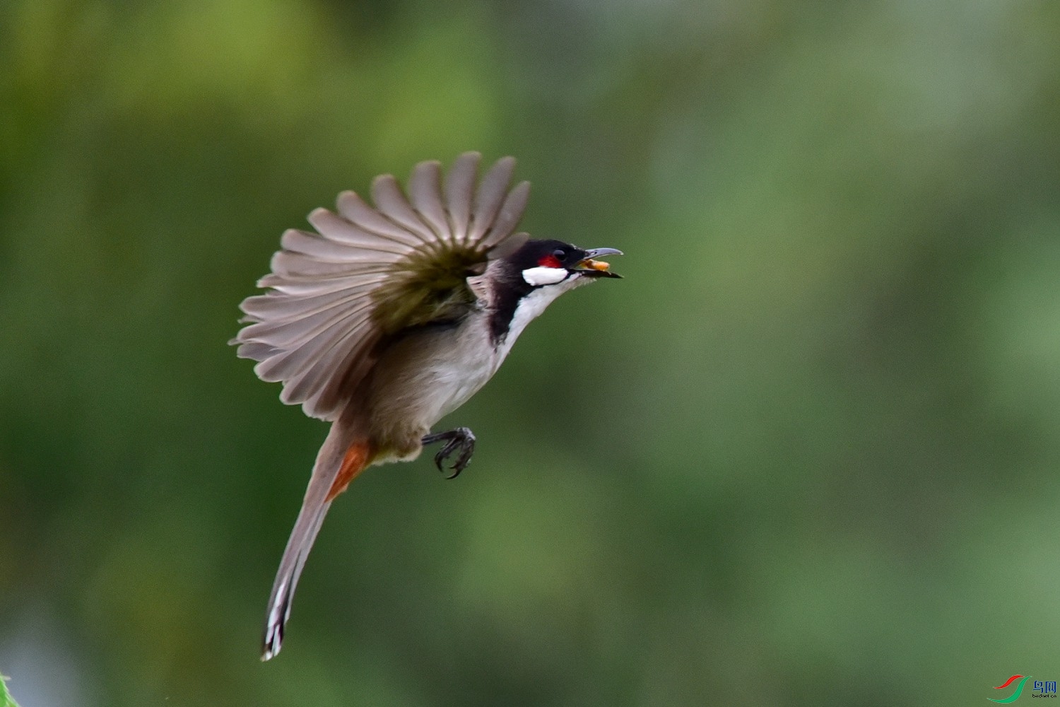 DSC_3238-1.jpg