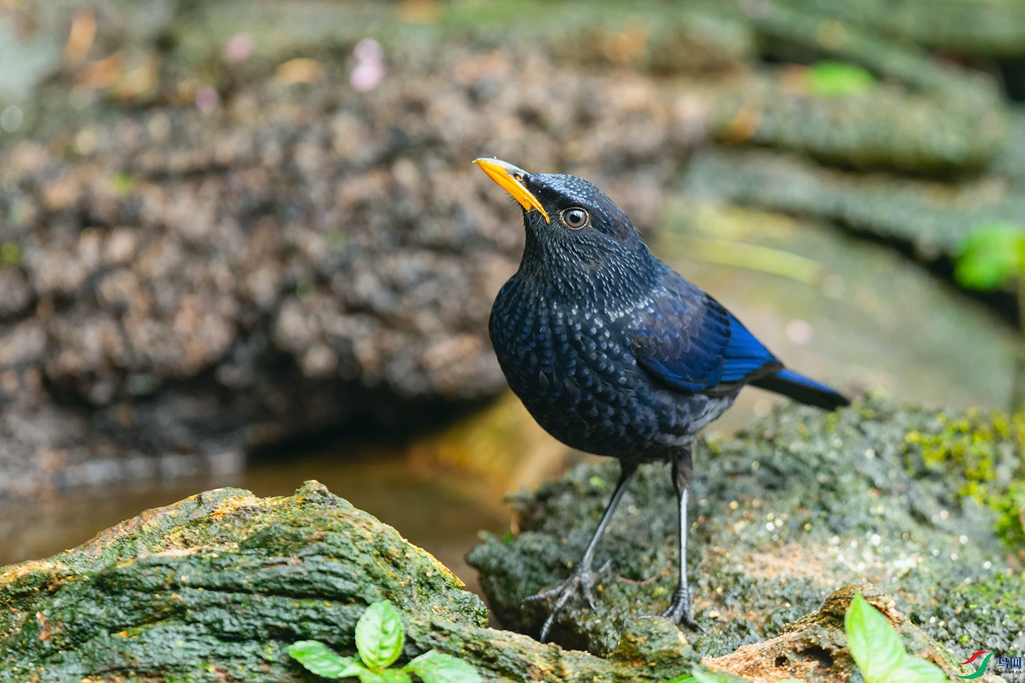 DSC_5037_DxOa.jpg