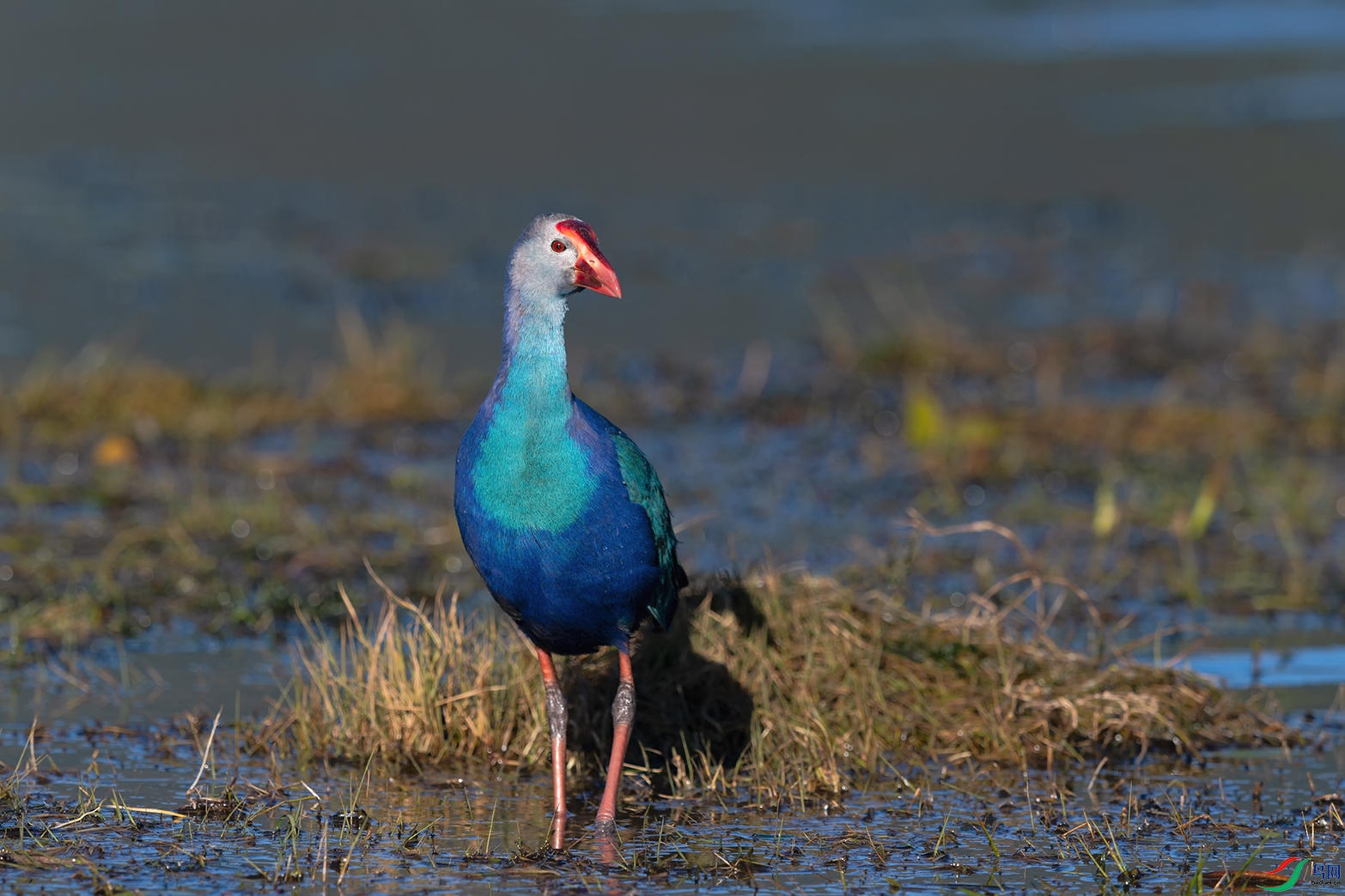 DSC_8870_DxOa.jpg
