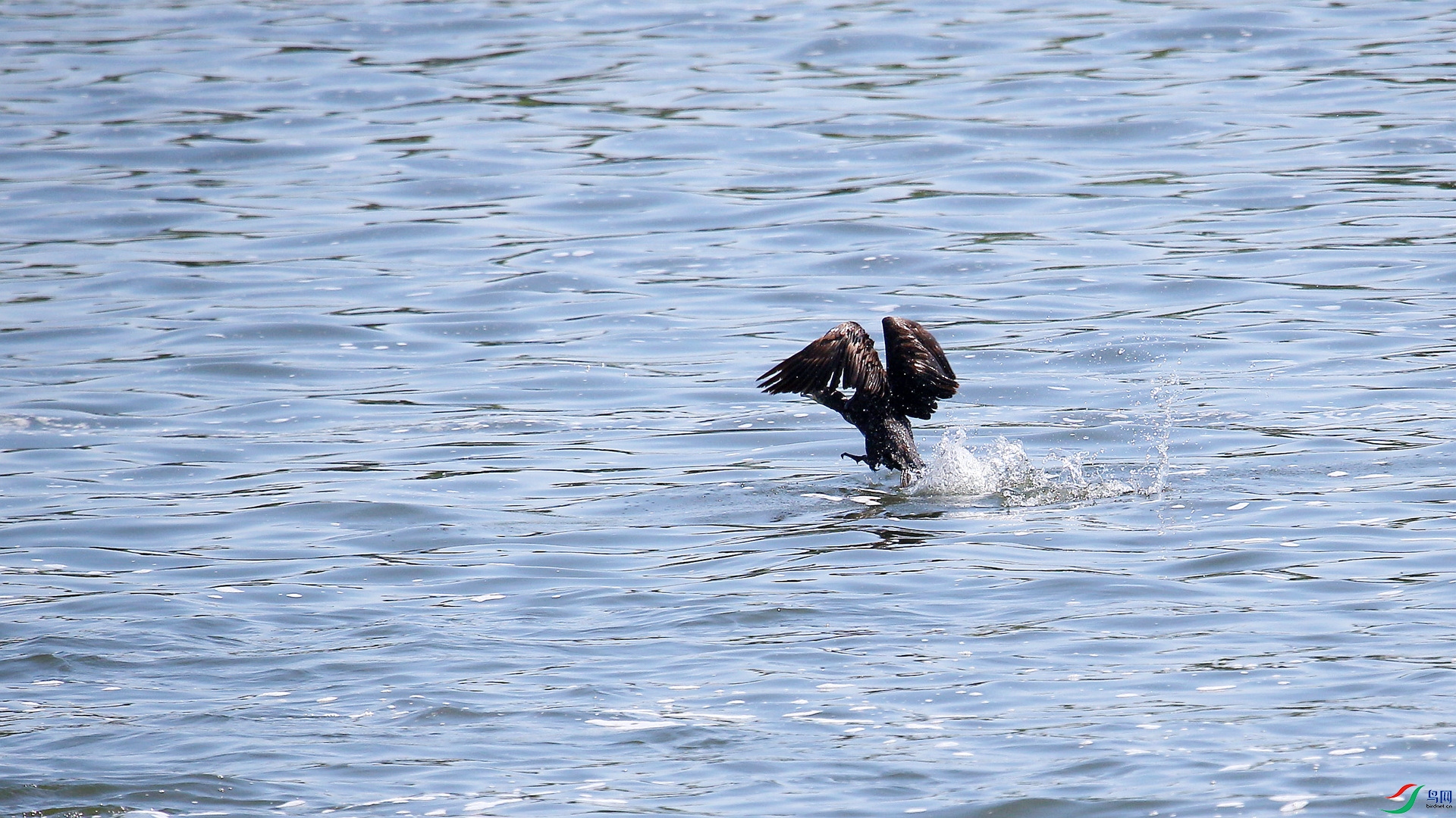 A48Z6149_����.jpg
