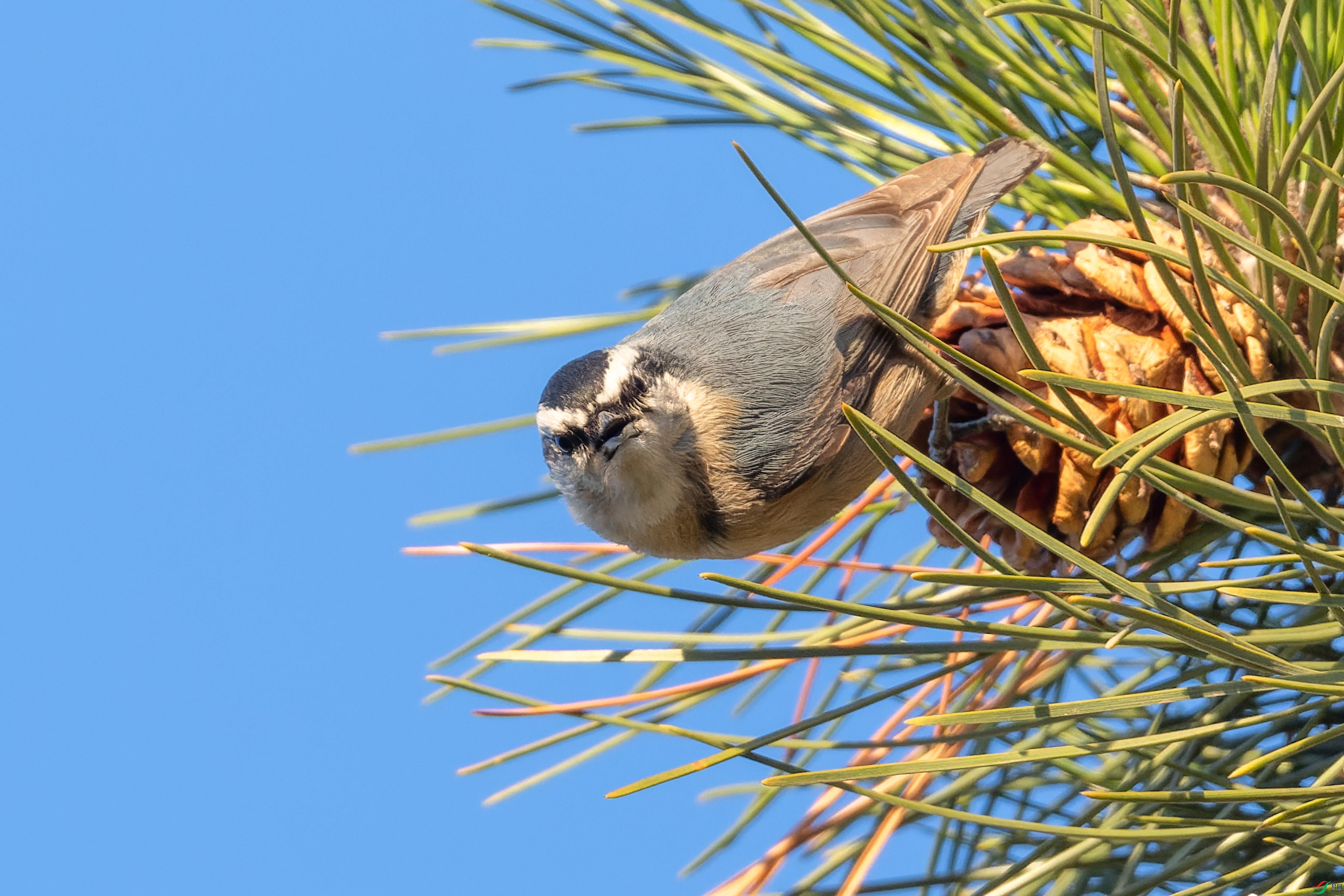 DSC_5145.jpg