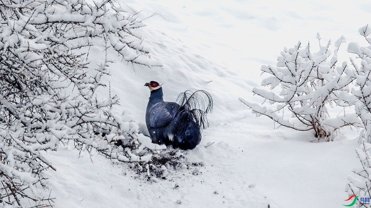 ѩ����ʳ ���� ��ͥ�Ų�yes  ��һ.jpg