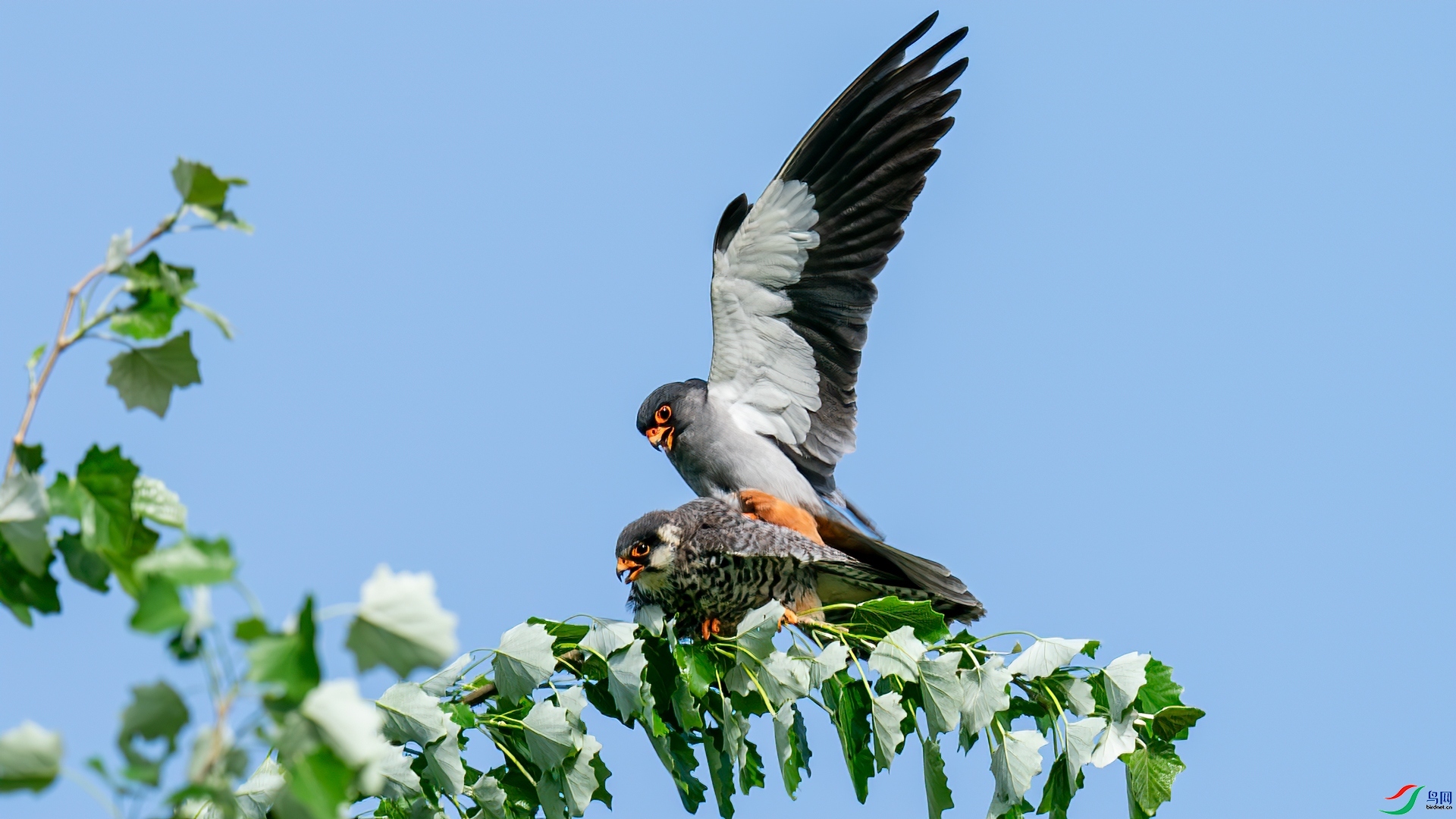 ֦ͷ�ϵİ�  ���� �������� ��һ.jpg