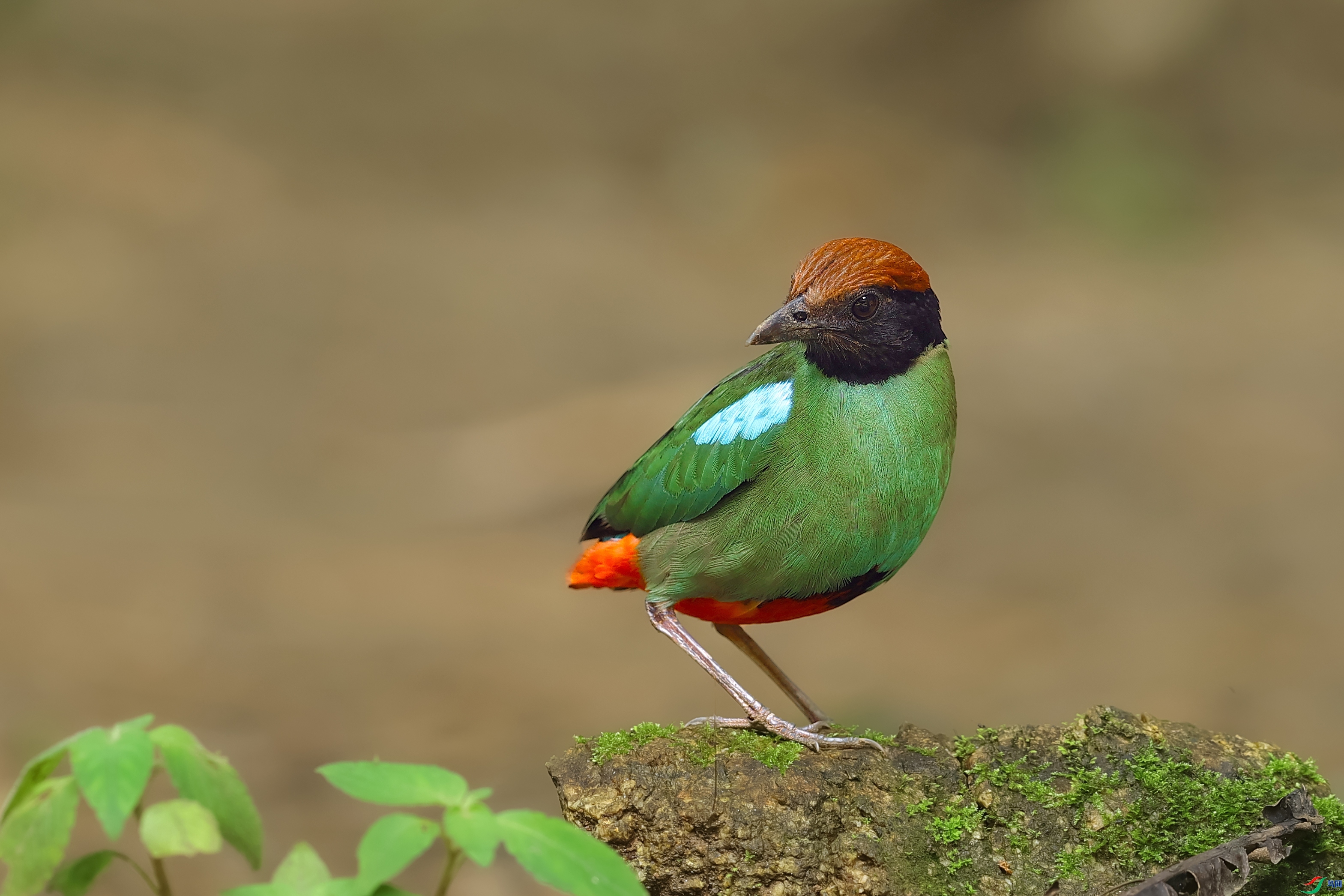 ���ذ�ɫ�  ���� ���� �ܶ�.jpg